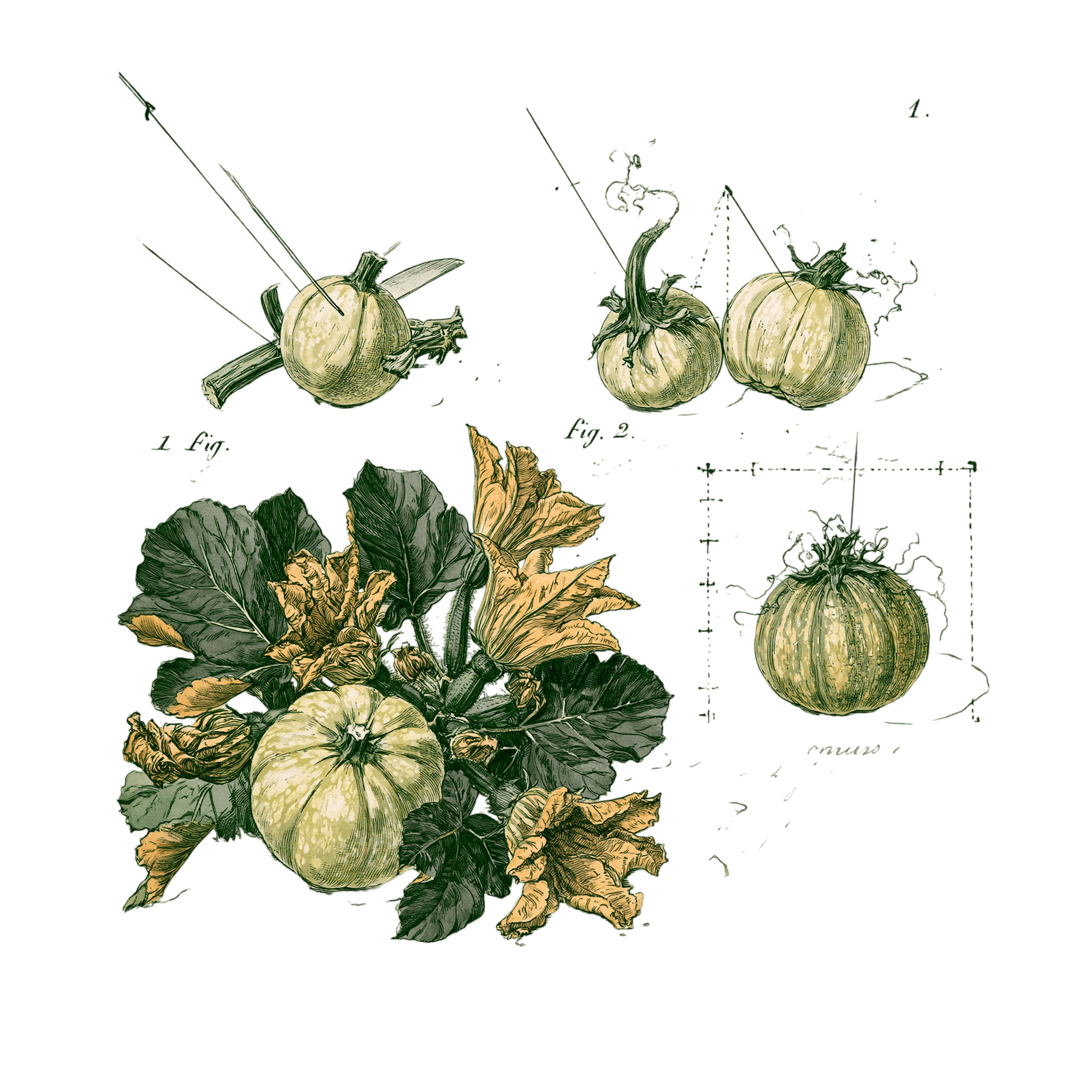 abricot2842_vintage_botanical_instructional_plate_from_an_ant_018c79f7-758b-4e20-bbd6-b3c8e5a8a910_1-Photoroom.png
