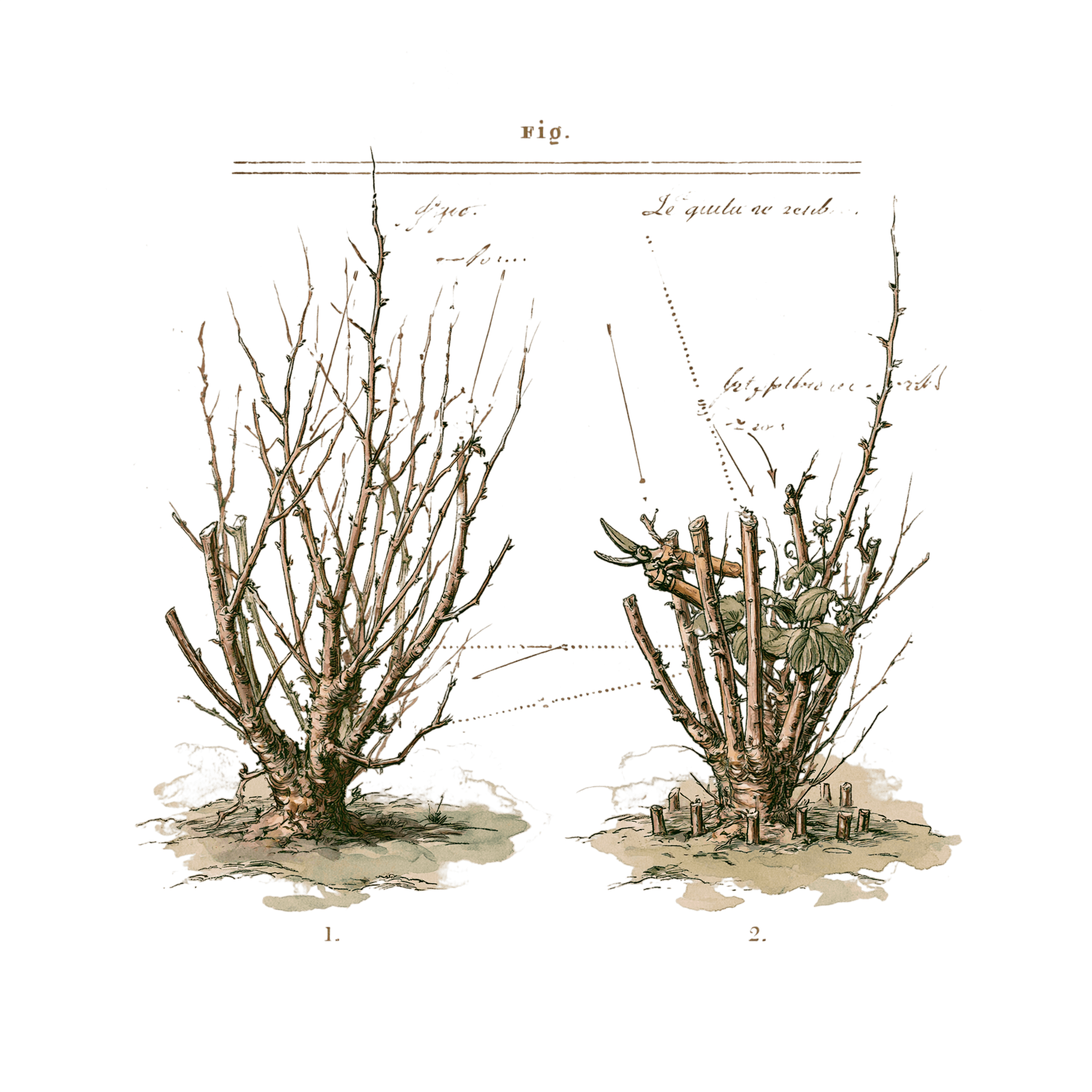 abricot2842_vintage_botanical_instructional_plate_from_an_ant_029837cc-daee-40fa-b7e9-c5ce71e322f3_1-Photoroom.png