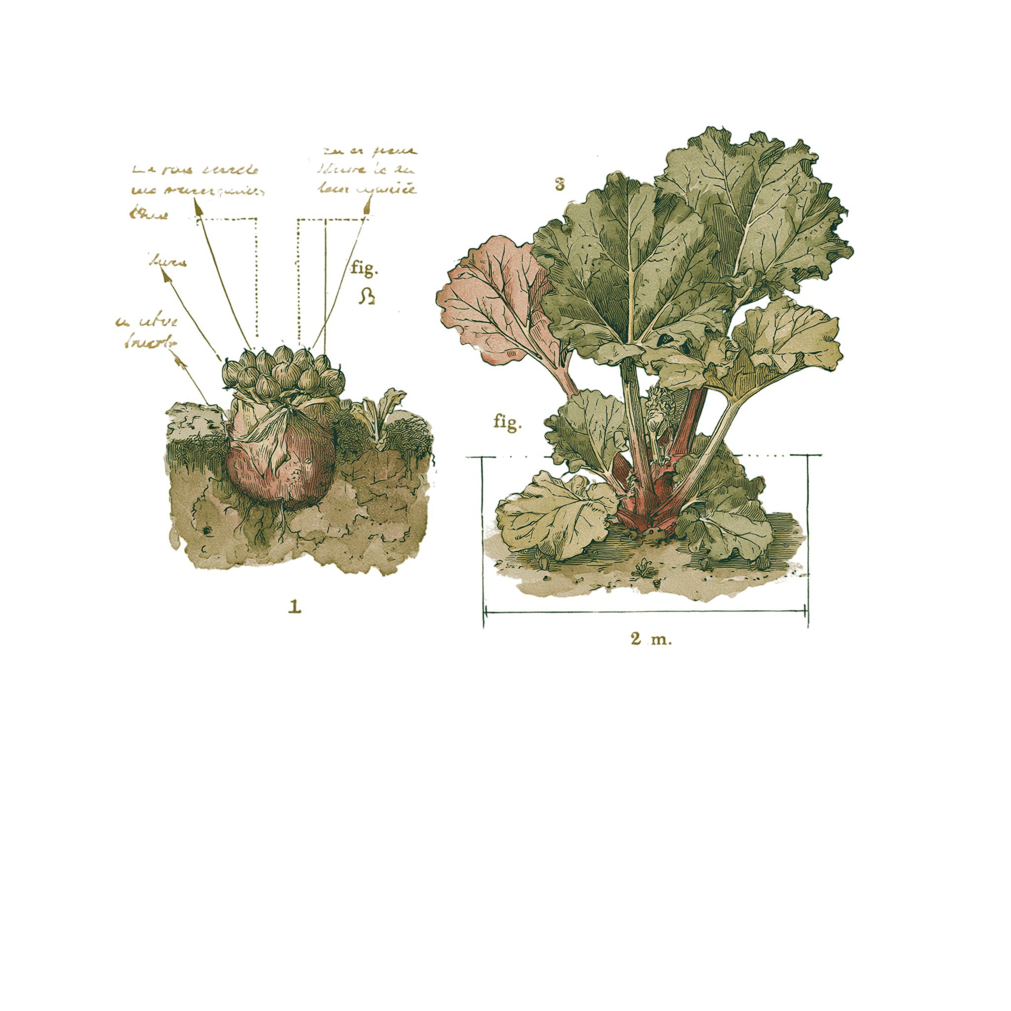 abricot2842_vintage_botanical_instructional_plate_from_an_ant_0388ae4c-e33a-4881-81fc-8234f72f4399_3-Photoroom.png