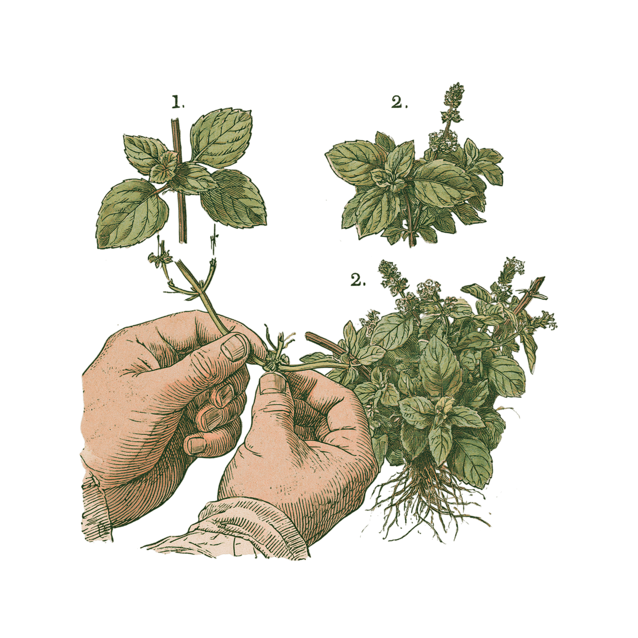 abricot2842_vintage_botanical_instructional_plate_from_an_ant_0a278bac-1c3e-4e2d-a0b0-827ad66c2443_2-Photoroom.png