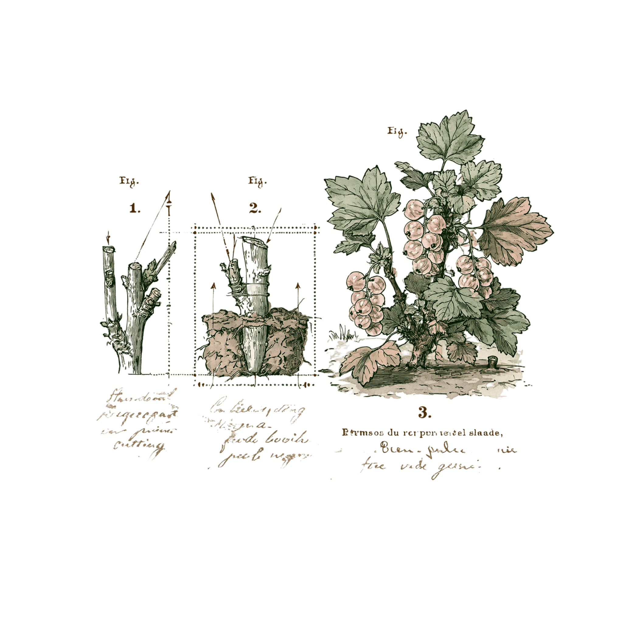 abricot2842_vintage_botanical_instructional_plate_from_an_ant_0a821549-cb5c-4590-b1cb-6b0bb9c6254b_2-Photoroom.png