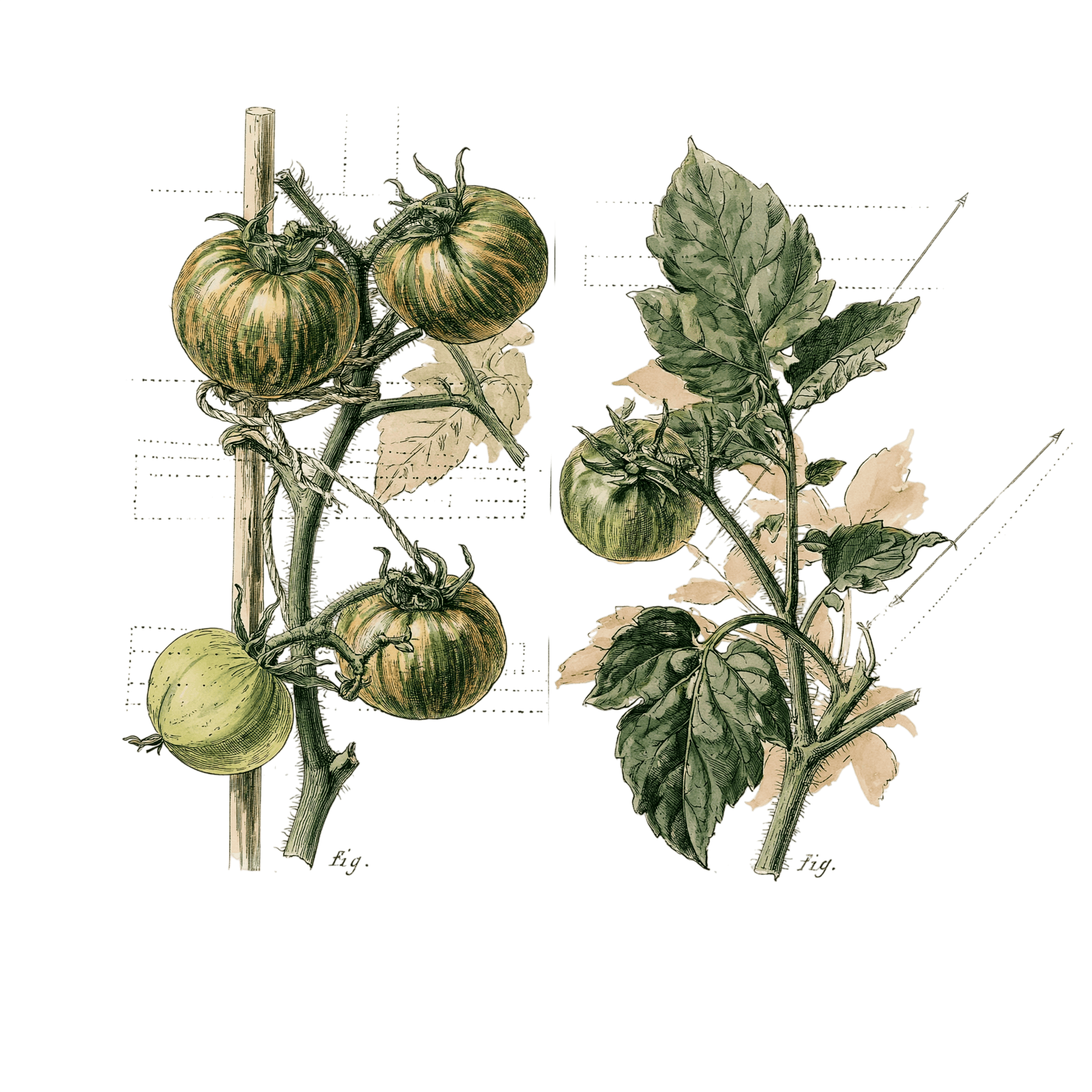 abricot2842_vintage_botanical_instructional_plate_from_an_ant_0de501c1-2a14-4888-8b97-9ebeb0819ff5_0-Photoroom.png