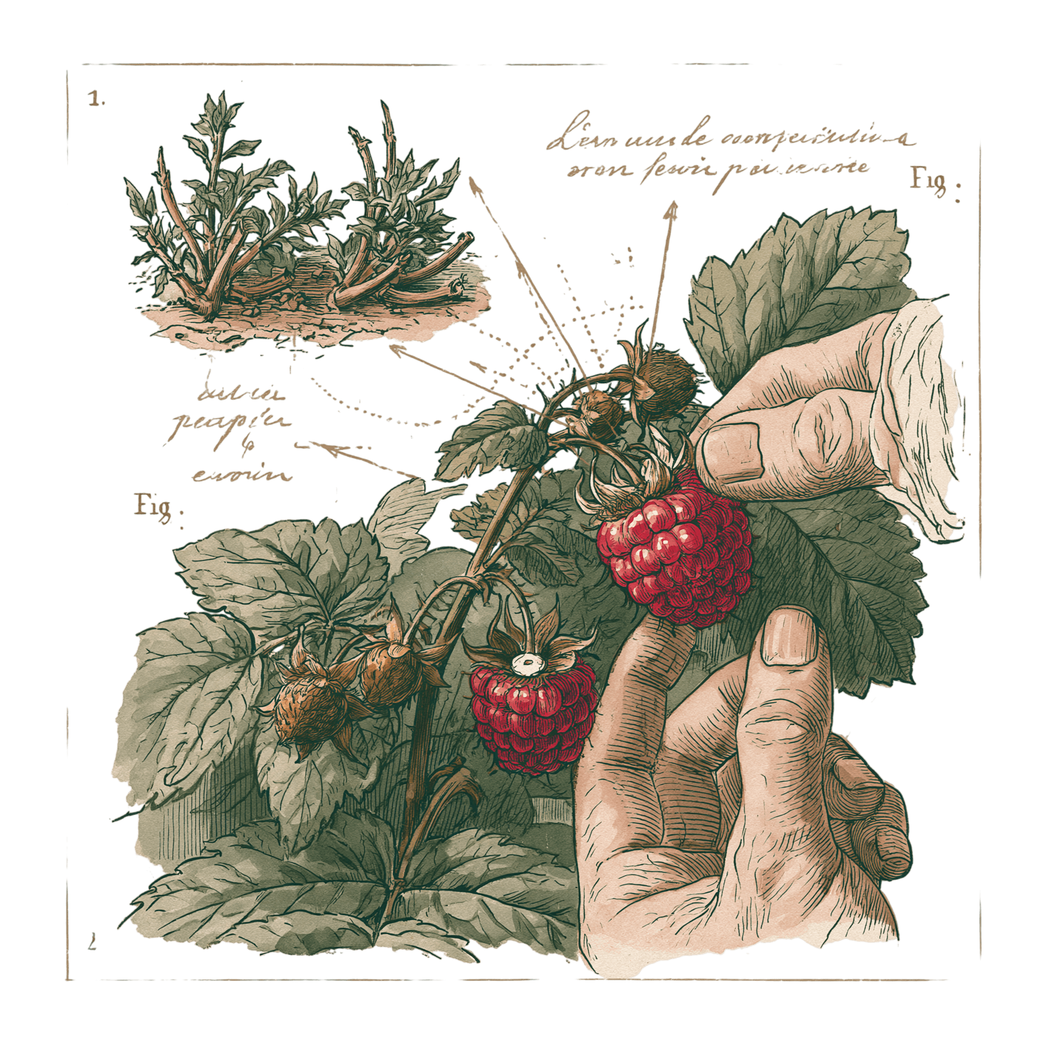 abricot2842_vintage_botanical_instructional_plate_from_an_ant_0f503d7d-22bc-41ca-821f-a84483d751c3_1-Photoroom.png