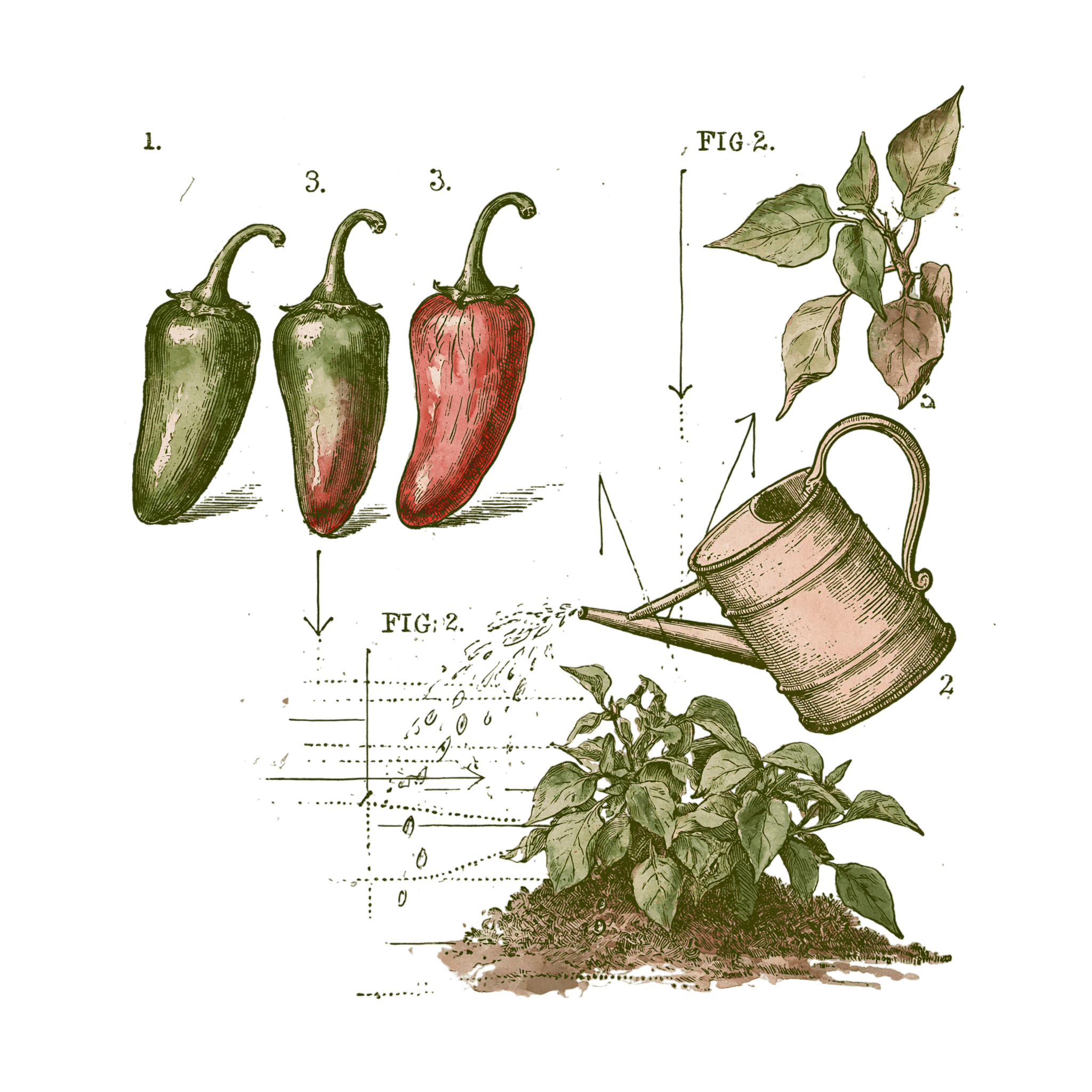 abricot2842_vintage_botanical_instructional_plate_from_an_ant_166f1ad2-d207-47ba-be1d-93f15f5ab0b6_3-Photoroom.png