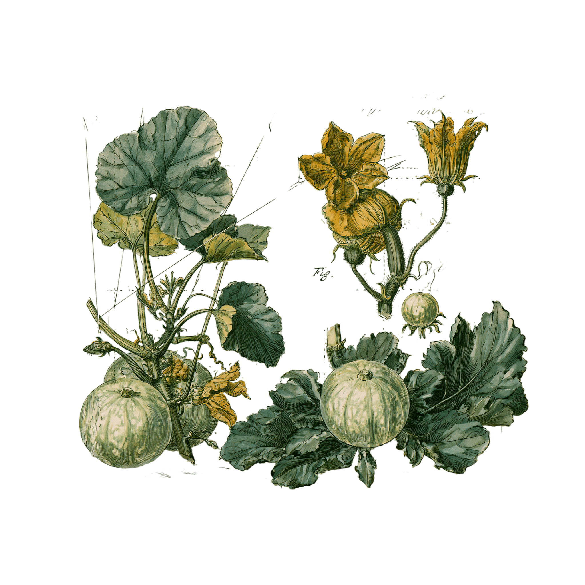 abricot2842_vintage_botanical_instructional_plate_from_an_ant_20c452bc-fa0d-49ef-b675-4321b81e80aa_3-Photoroom.png