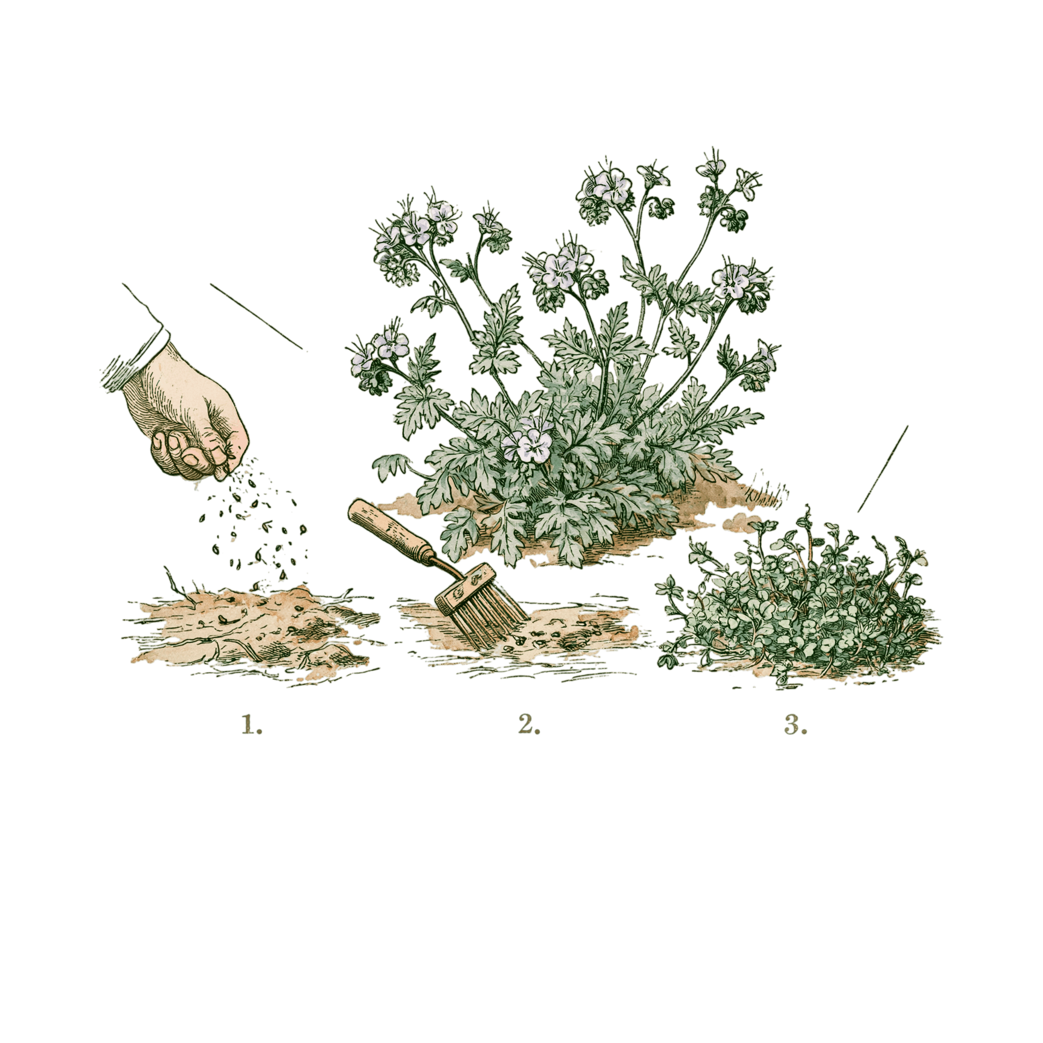 abricot2842_vintage_botanical_instructional_plate_from_an_ant_262c5a0b-5b4a-404a-838c-ac13bd14581d_0-Photoroom.png