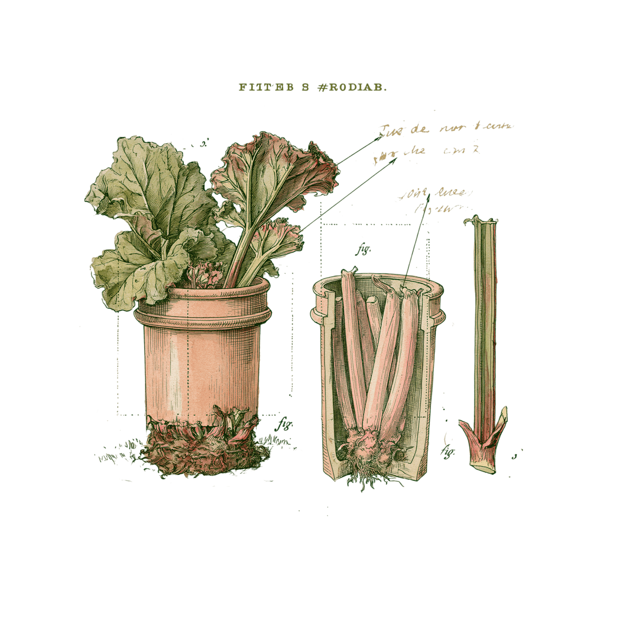 abricot2842_vintage_botanical_instructional_plate_from_an_ant_30ca3253-181a-45db-957e-1ea6c7cb4707_2-Photoroom.png
