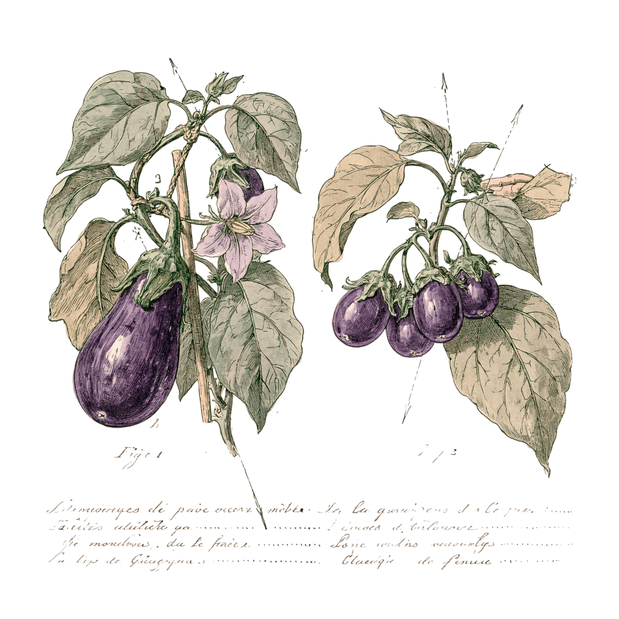 abricot2842_vintage_botanical_instructional_plate_from_an_ant_3774e9aa-3db4-415c-9e76-b4db7b47721c_3-Photoroom.png