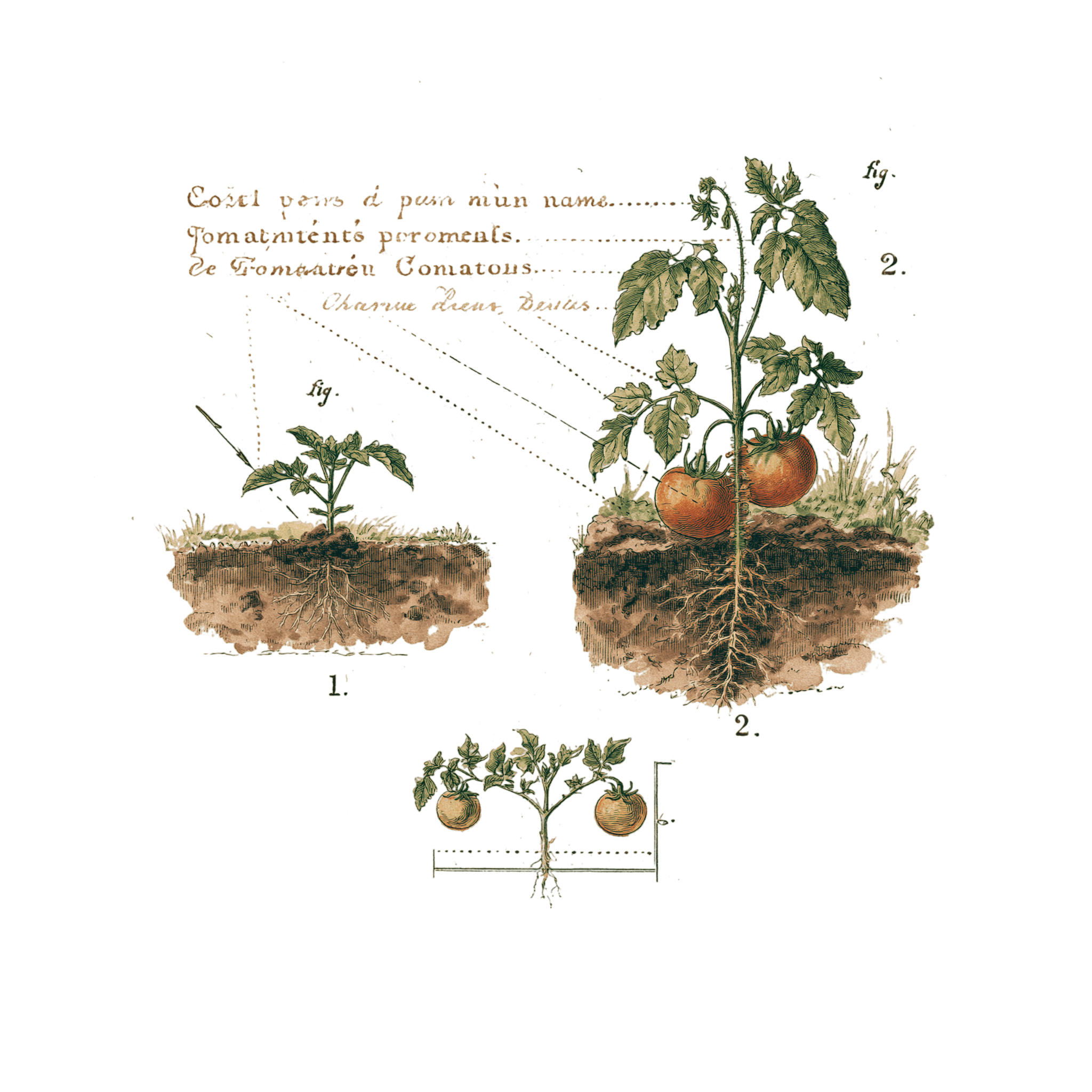 abricot2842_vintage_botanical_instructional_plate_from_an_ant_3ae7ed14-dc29-4c73-8b50-ed501bd797e6_1-Photoroom.png