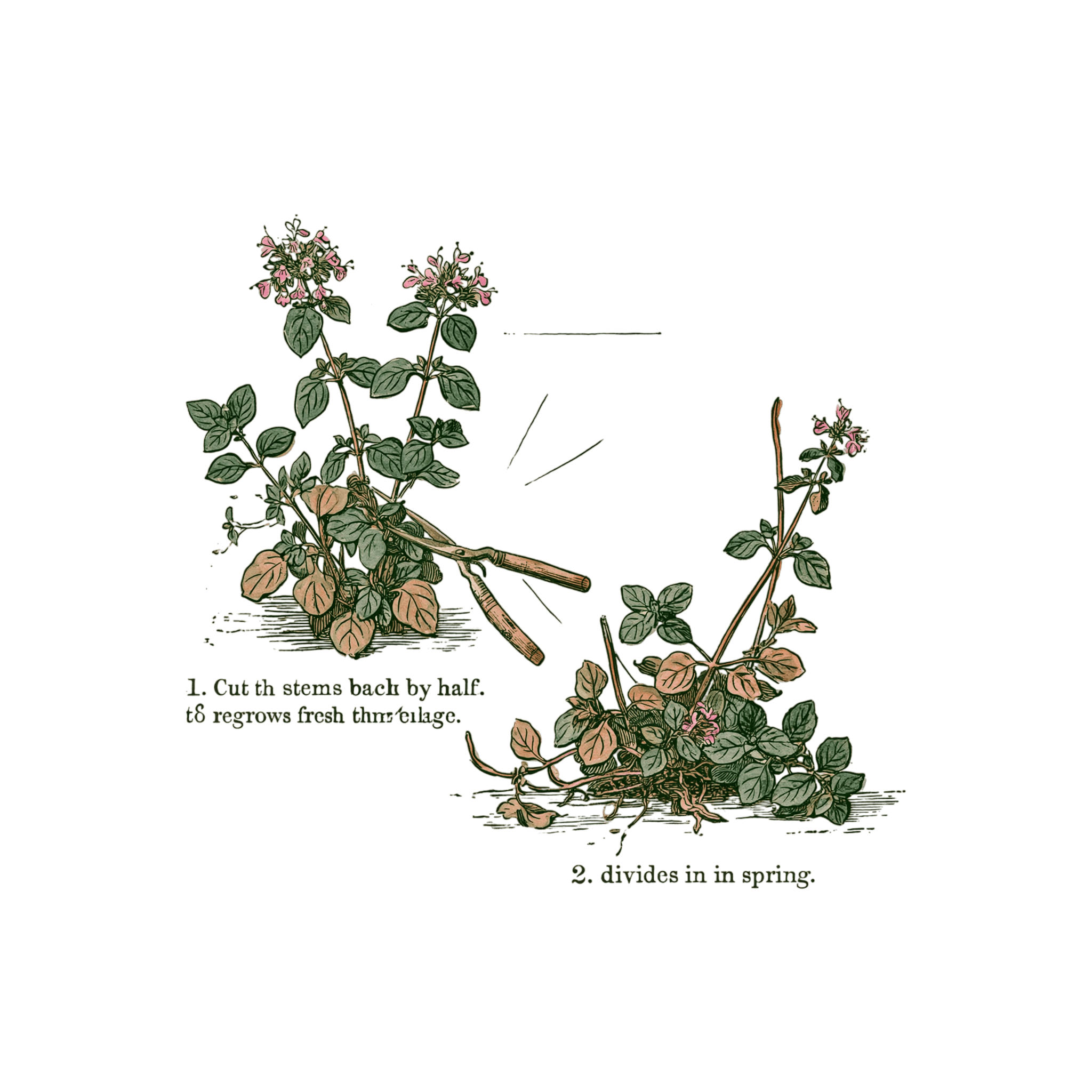 abricot2842_vintage_botanical_instructional_plate_from_an_ant_473503a4-4a97-423a-a96e-cd06ea59ca42_2-Photoroom.png