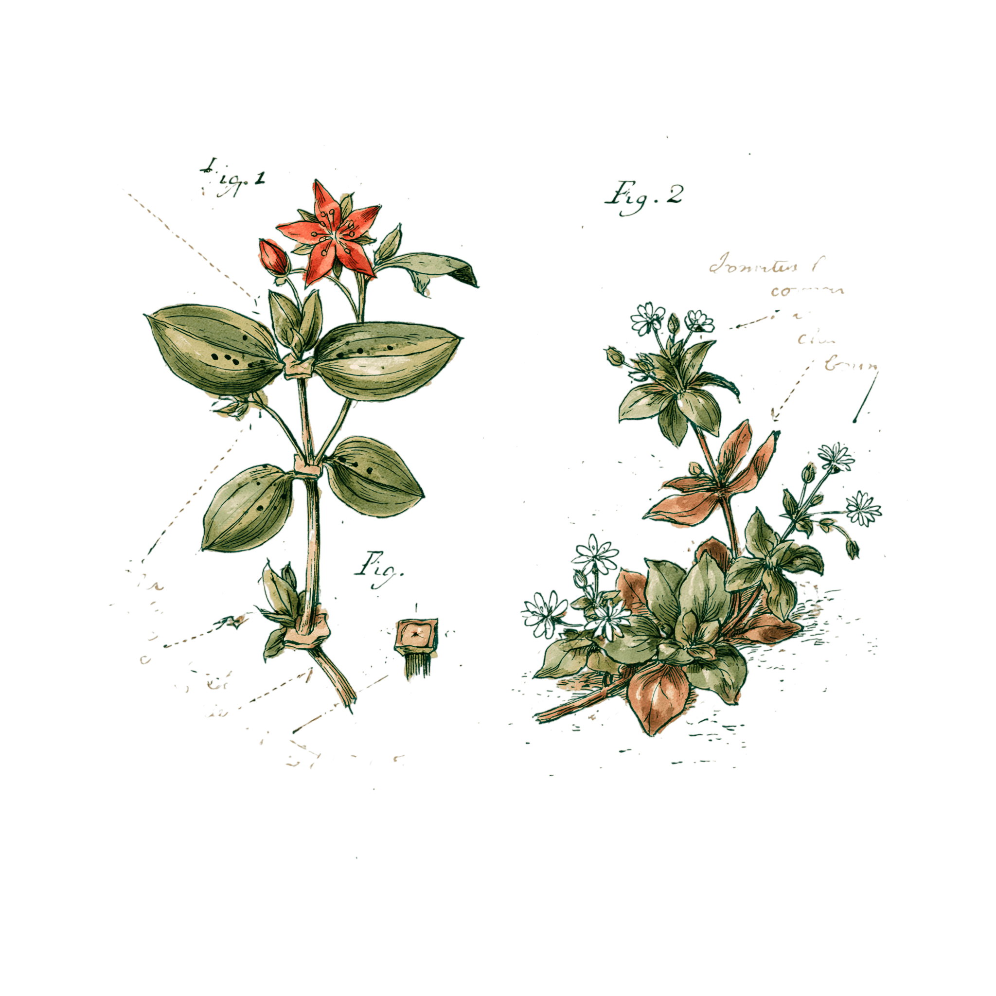 abricot2842_vintage_botanical_instructional_plate_from_an_ant_4bb0bb9e-5d1b-43e6-8500-c0a14fa6c233_3-Photoroom.png