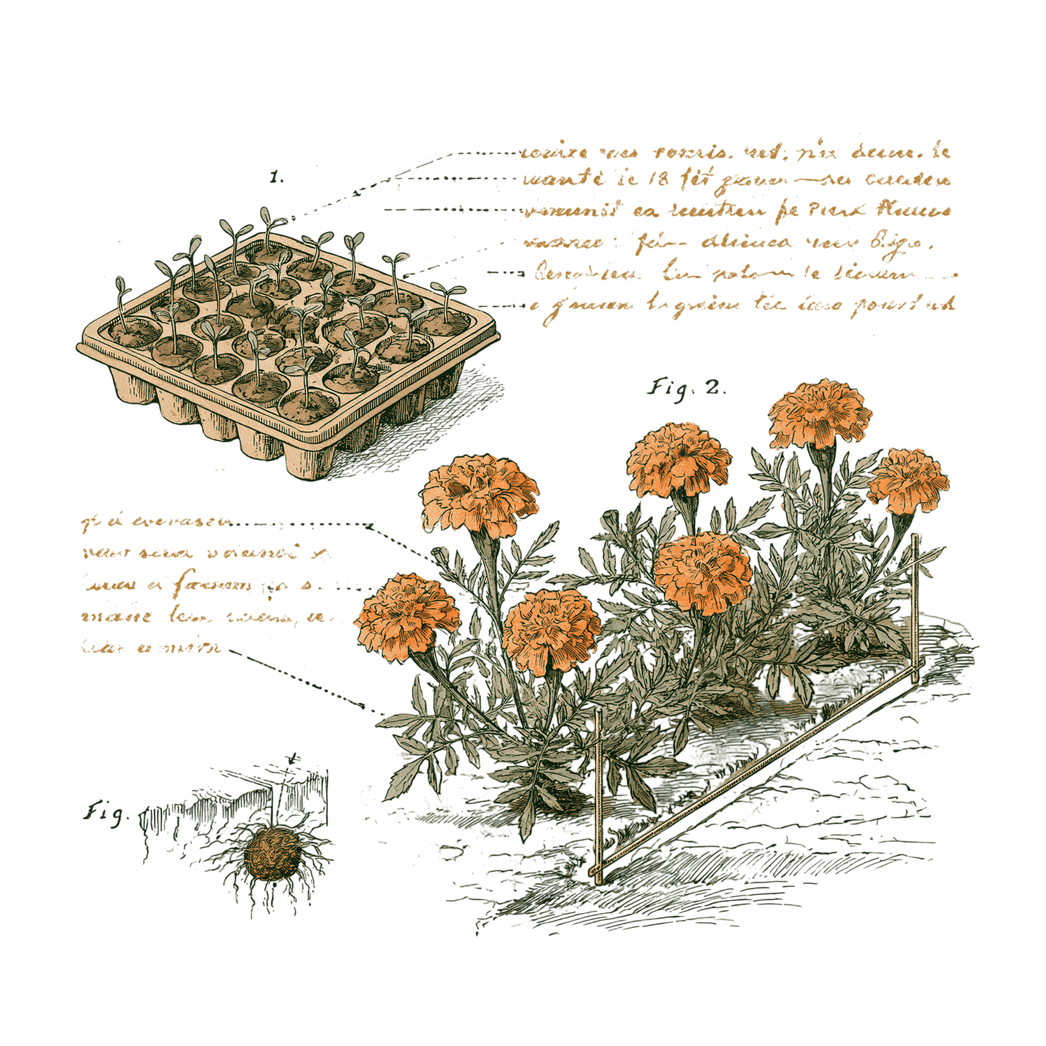 abricot2842_vintage_botanical_instructional_plate_from_an_ant_4db37d58-e9cd-45f2-b94b-11696c2e60d1_2-Photoroom.png