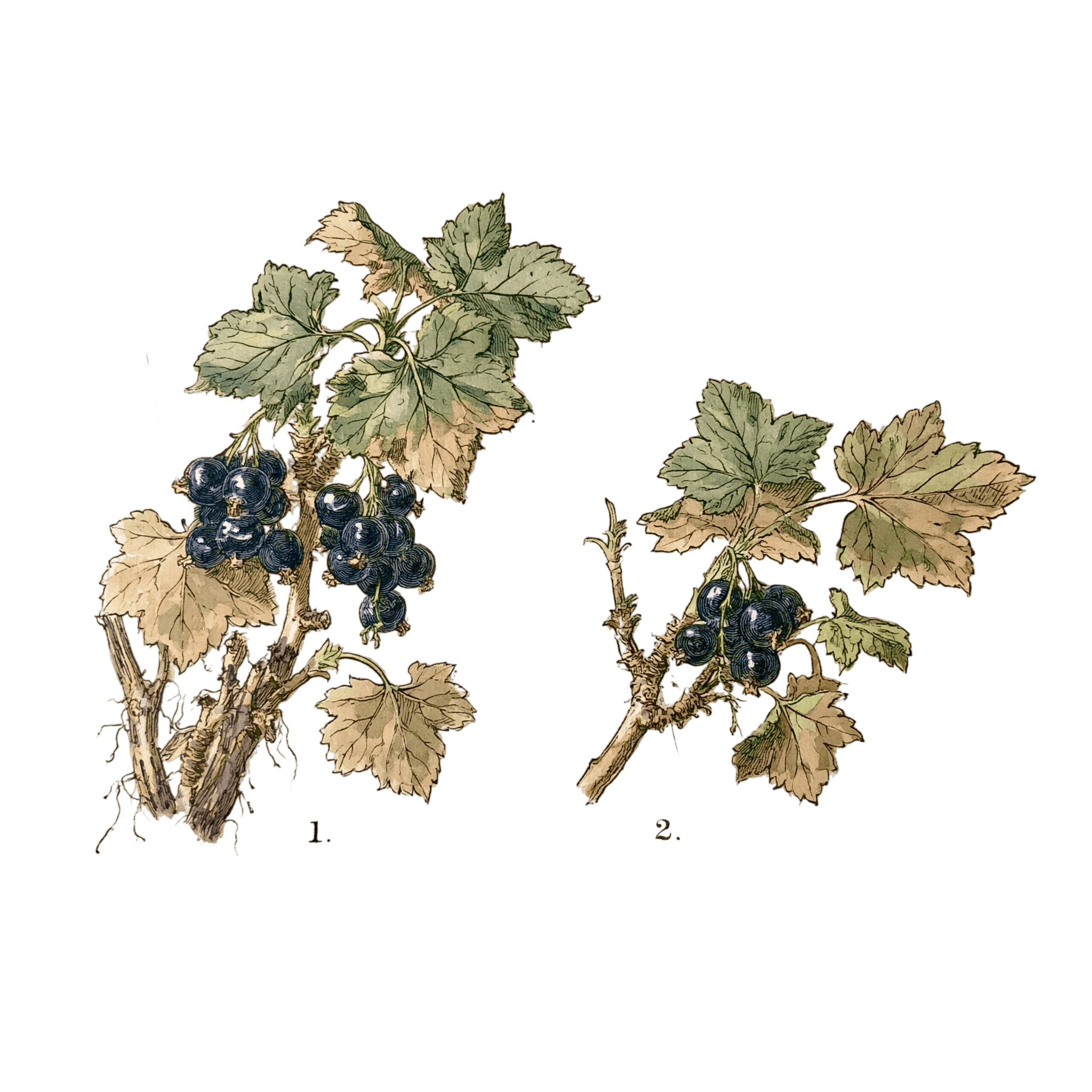 abricot2842_vintage_botanical_instructional_plate_from_an_ant_5880a108-0a65-4658-8ebd-3ebd738503e6_0-Photoroom.png