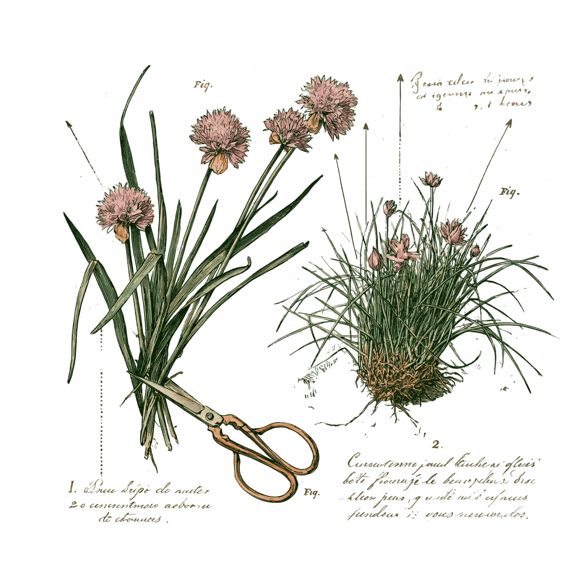 abricot2842_vintage_botanical_instructional_plate_from_an_ant_59a7d586-022e-46e9-9d2f-d9c47def15af_2-Photoroom.png