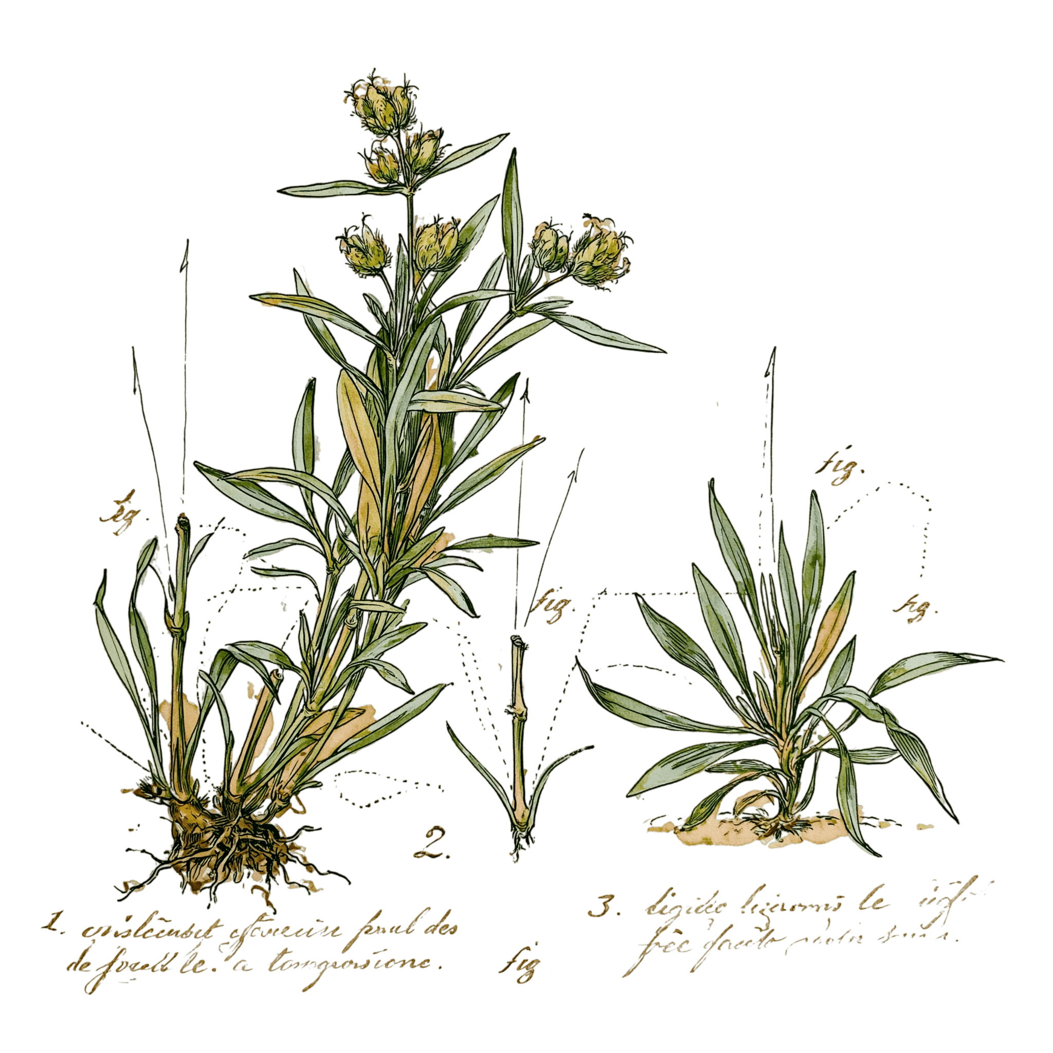 abricot2842_vintage_botanical_instructional_plate_from_an_ant_5c850169-7d01-48d1-8889-46442a4dc4b9_2-Photoroom.png