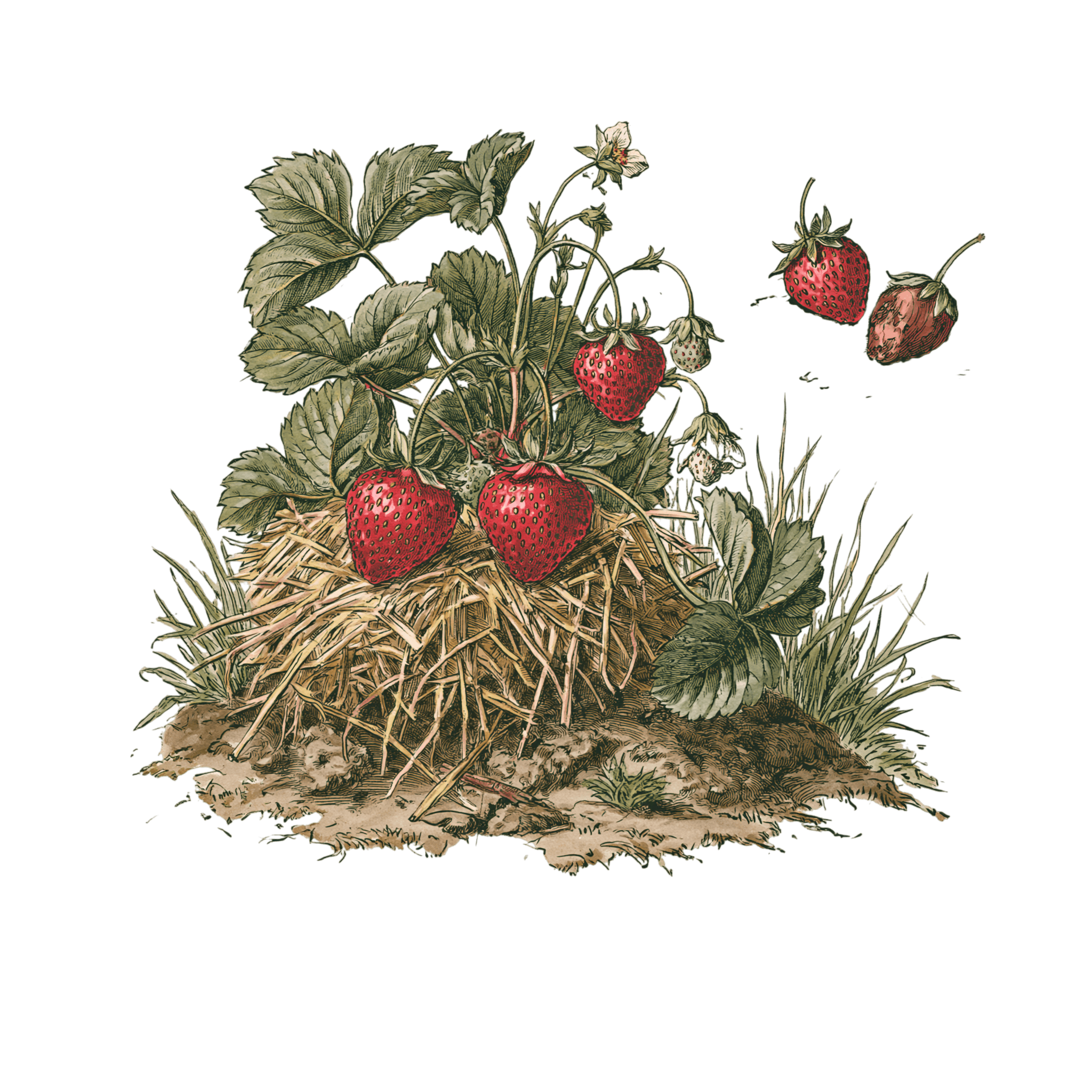 abricot2842_vintage_botanical_instructional_plate_from_an_ant_5ec8d6b1-bcf9-416f-8d9d-fbdeed292484_3-Photoroom.png