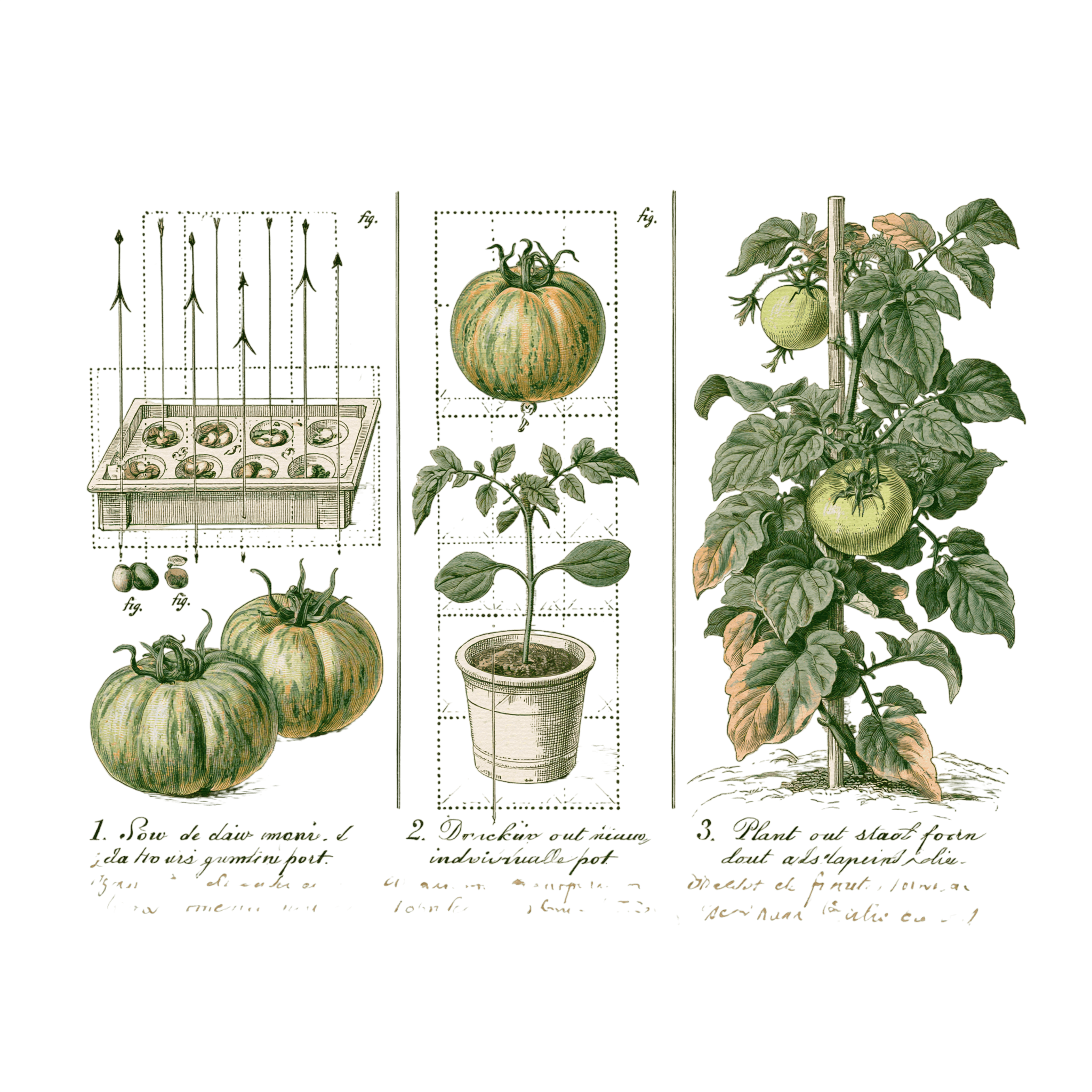 abricot2842_vintage_botanical_instructional_plate_from_an_ant_64e5c19c-9a6a-4a01-9f00-f39f3c8a263c_2-Photoroom.png
