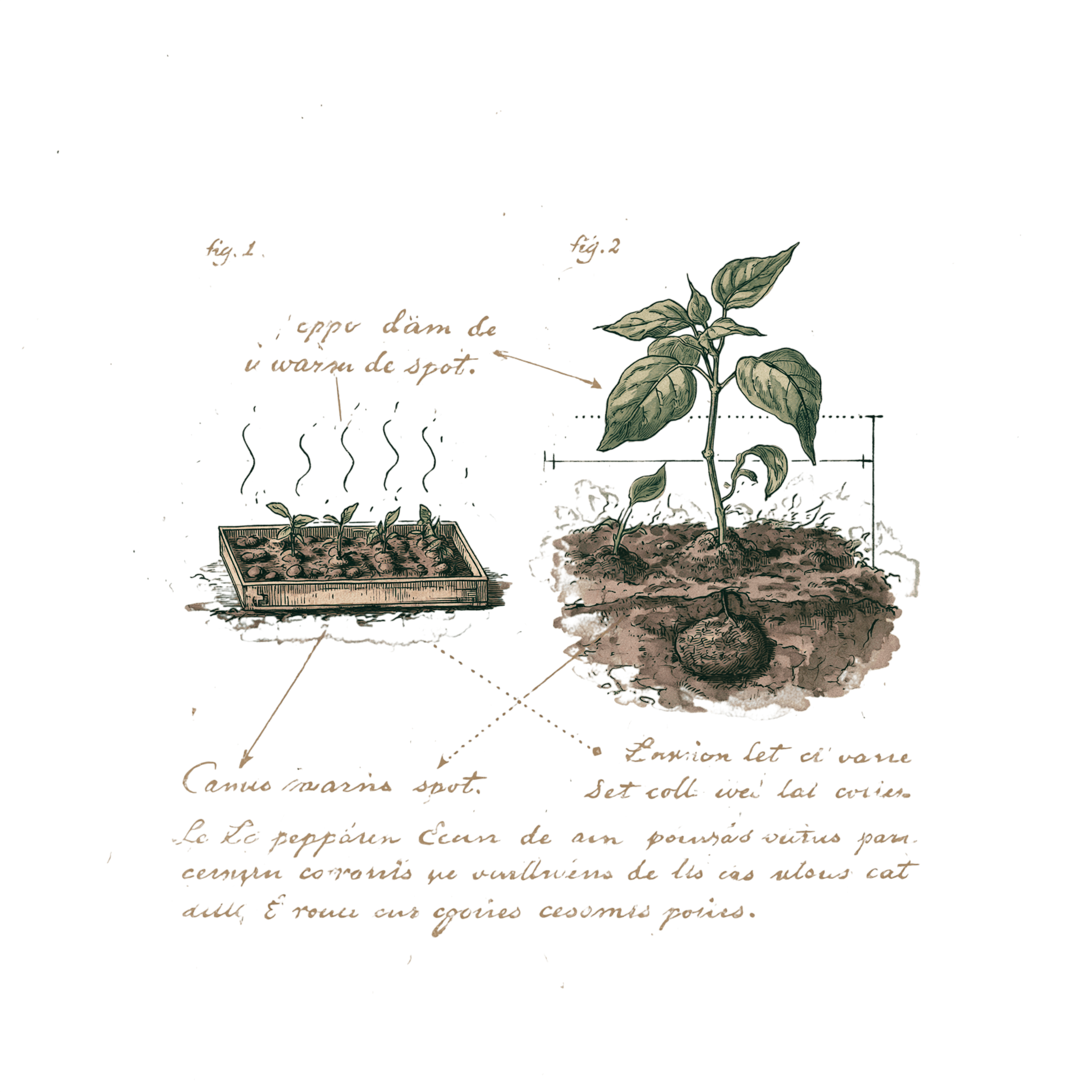 abricot2842_vintage_botanical_instructional_plate_from_an_ant_6d1b4012-706f-414b-8b77-fc2c96d5deae_1-Photoroom.png