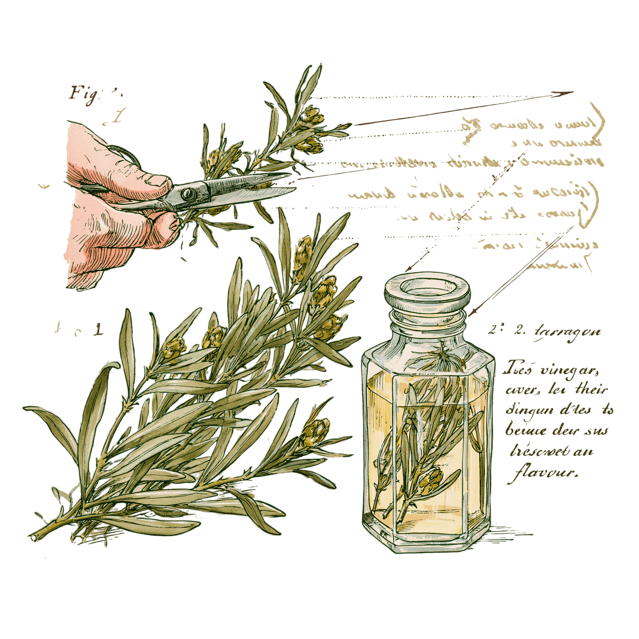 abricot2842_vintage_botanical_instructional_plate_from_an_ant_6e434506-b3c4-4e73-8125-bc9b5ab45876_1-Photoroom.png