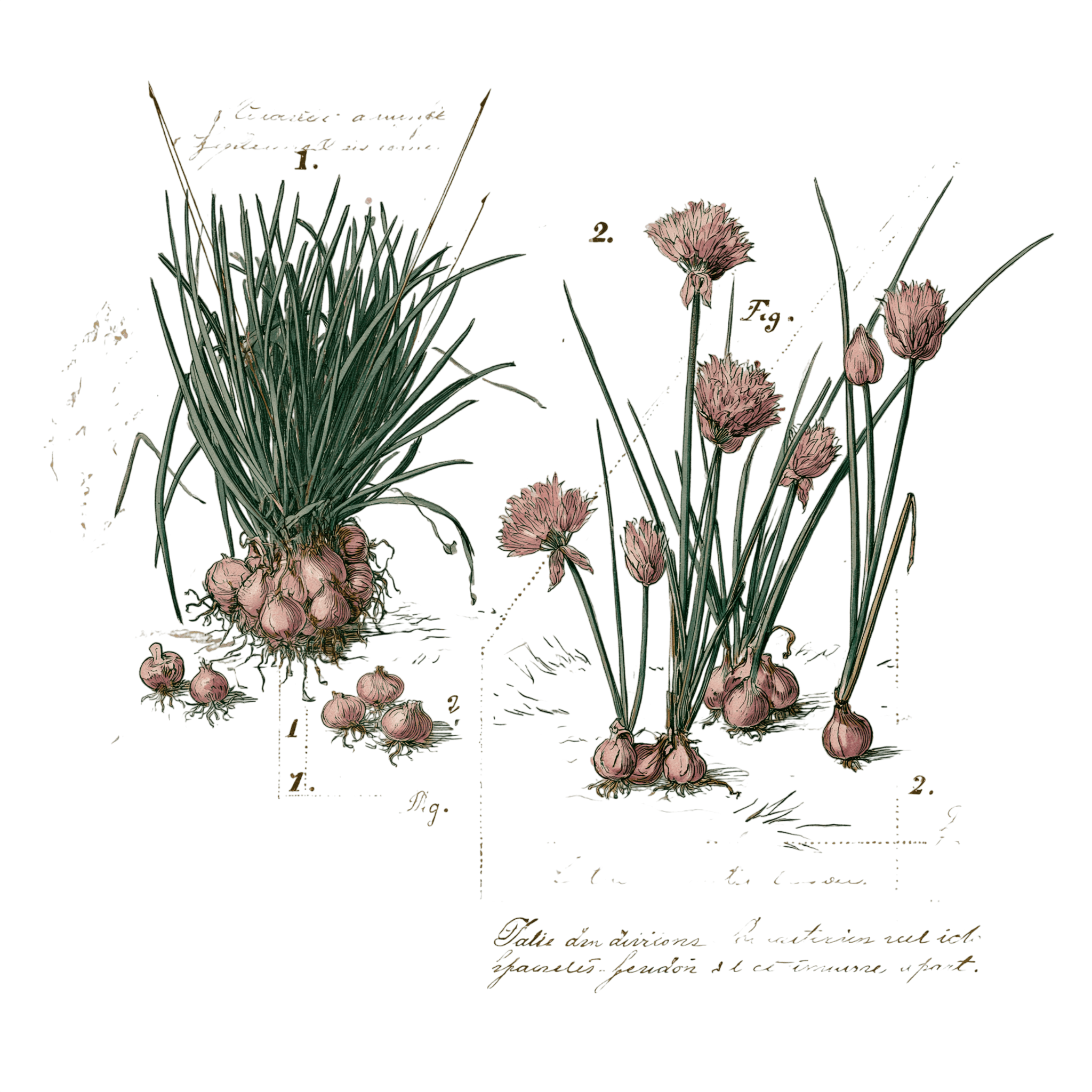 abricot2842_vintage_botanical_instructional_plate_from_an_ant_7c2ad694-46ba-4f46-9ffd-04893a971317_3-Photoroom.png