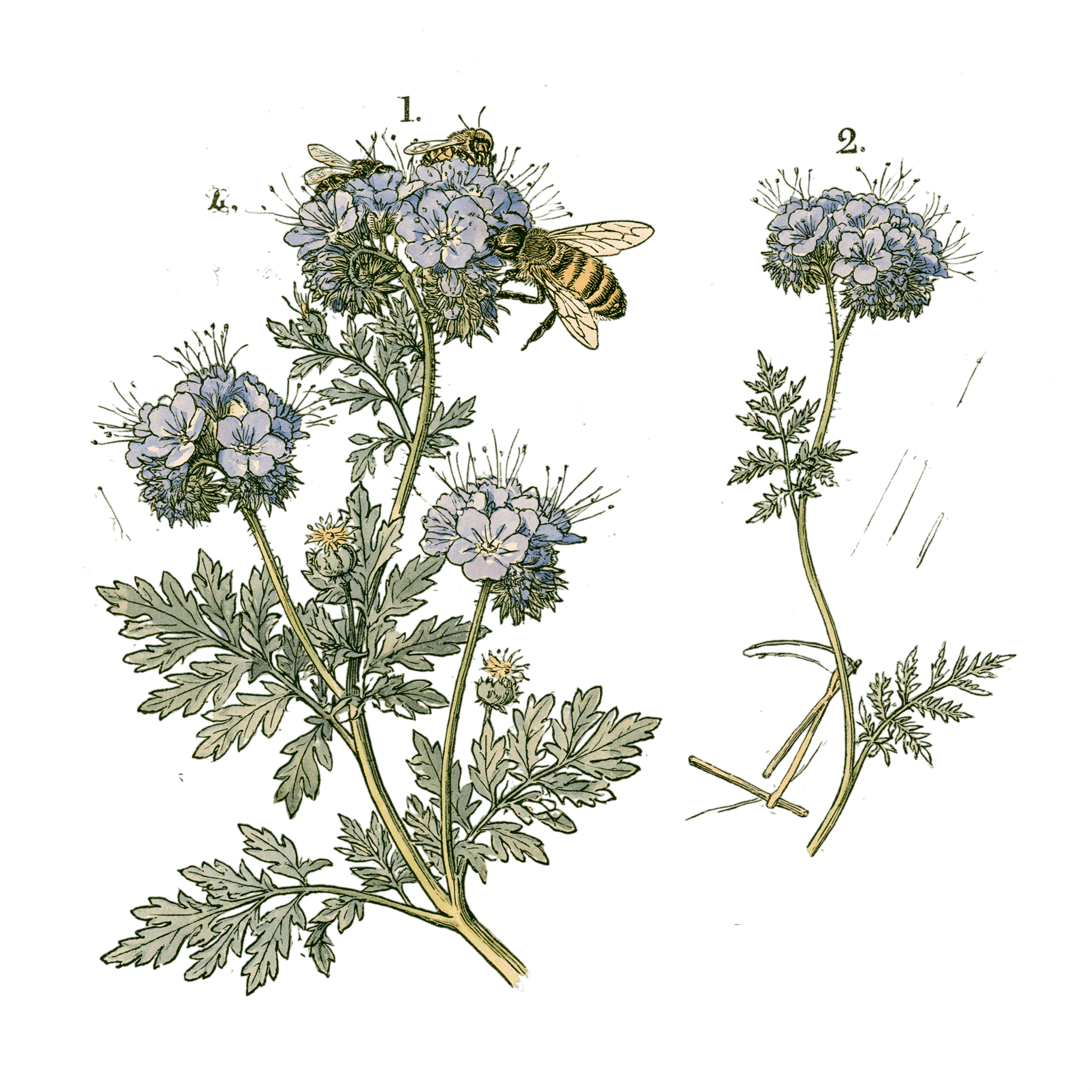 abricot2842_vintage_botanical_instructional_plate_from_an_ant_811eddeb-0e89-4dd1-9ba2-ef839f3a5247_3-Photoroom.png