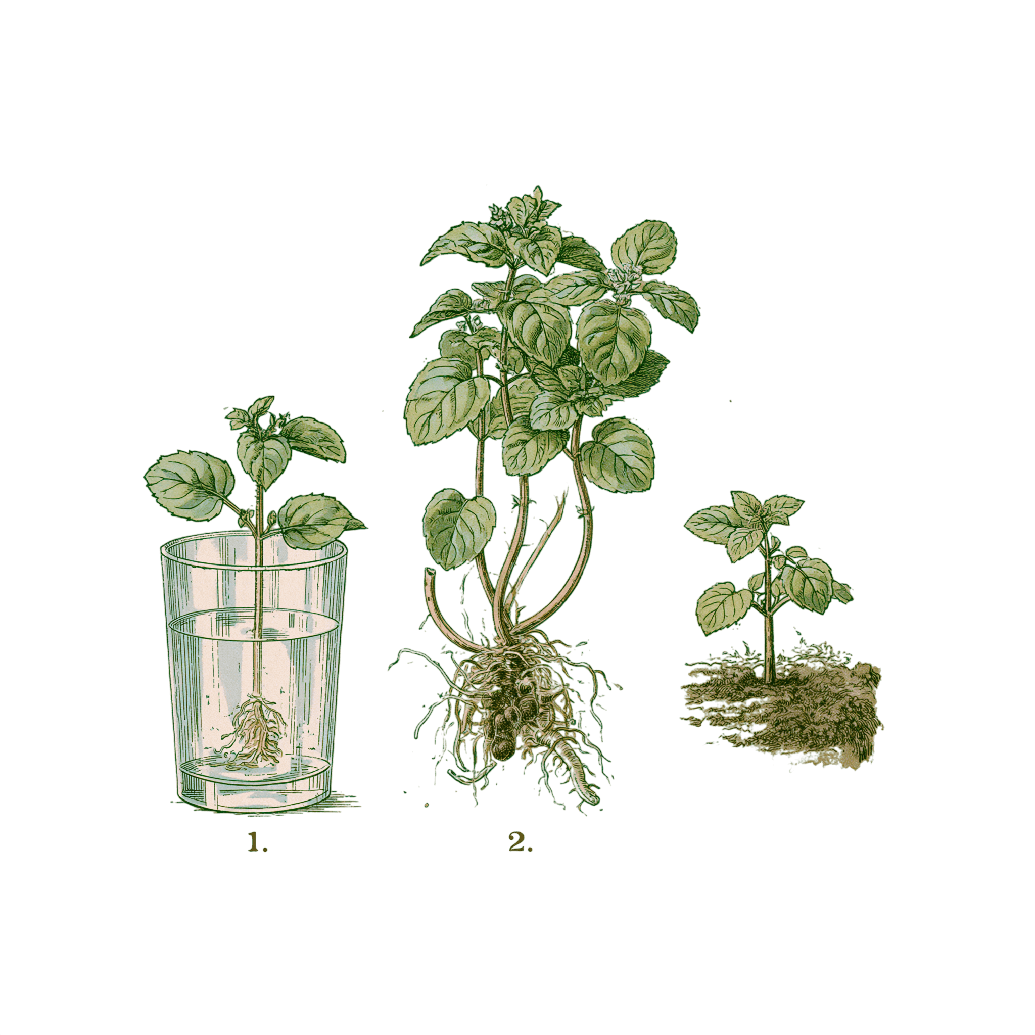 abricot2842_vintage_botanical_instructional_plate_from_an_ant_8637359a-2a4a-4320-8d6d-d22f6abfdbab_3-Photoroom.png
