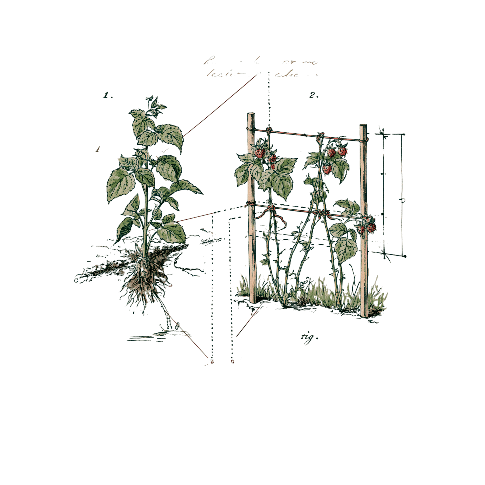 abricot2842_vintage_botanical_instructional_plate_from_an_ant_88765952-cb69-4d1a-8837-121d8d3b4a0c_3-Photoroom.png