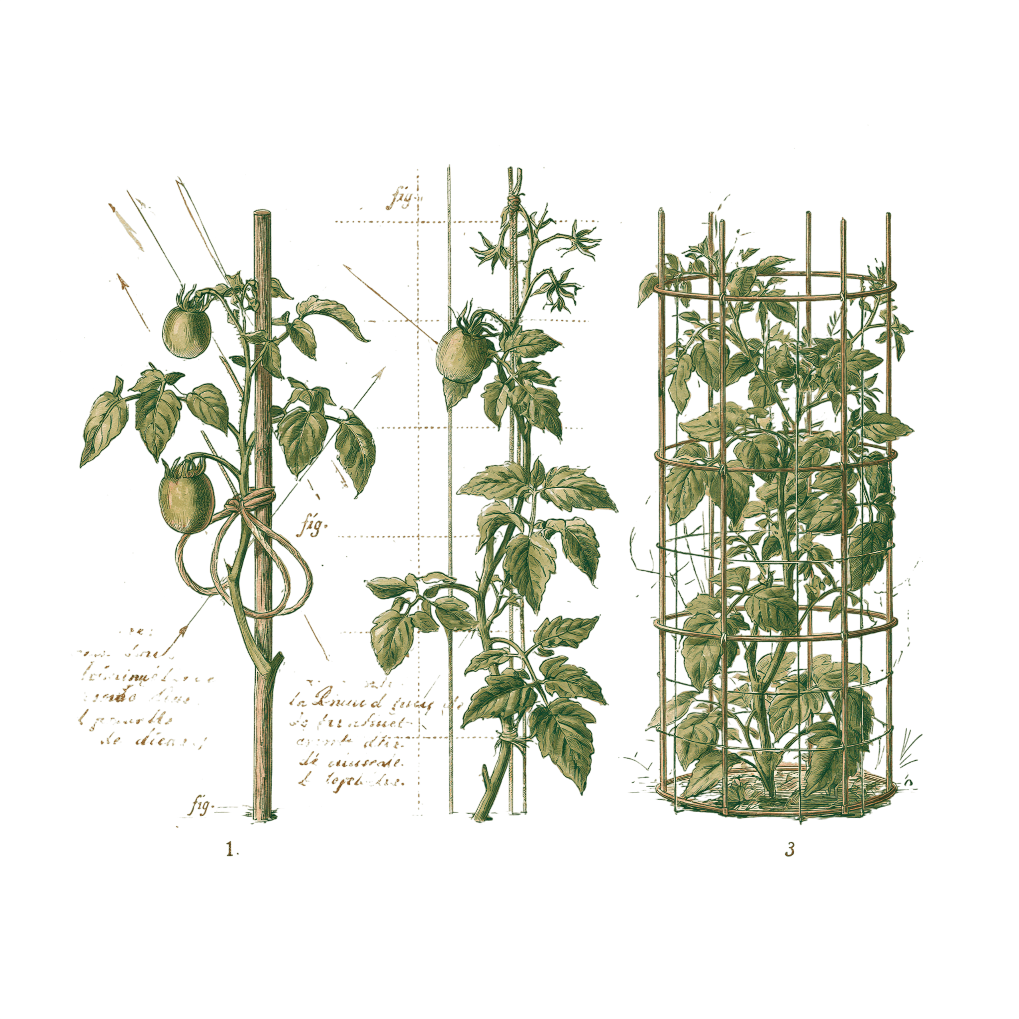 abricot2842_vintage_botanical_instructional_plate_from_an_ant_8cb7ea7b-4a00-4ef0-8294-3b608883803b_3-Photoroom.png