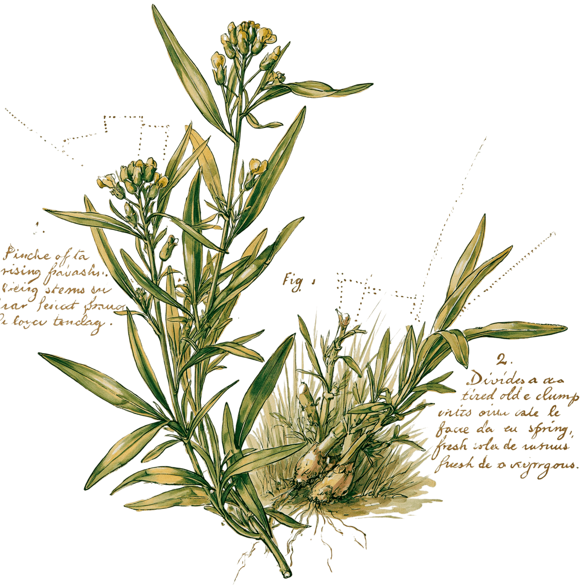abricot2842_vintage_botanical_instructional_plate_from_an_ant_9142c3b8-53c5-4559-befd-4edd14d82146_3-Photoroom.png