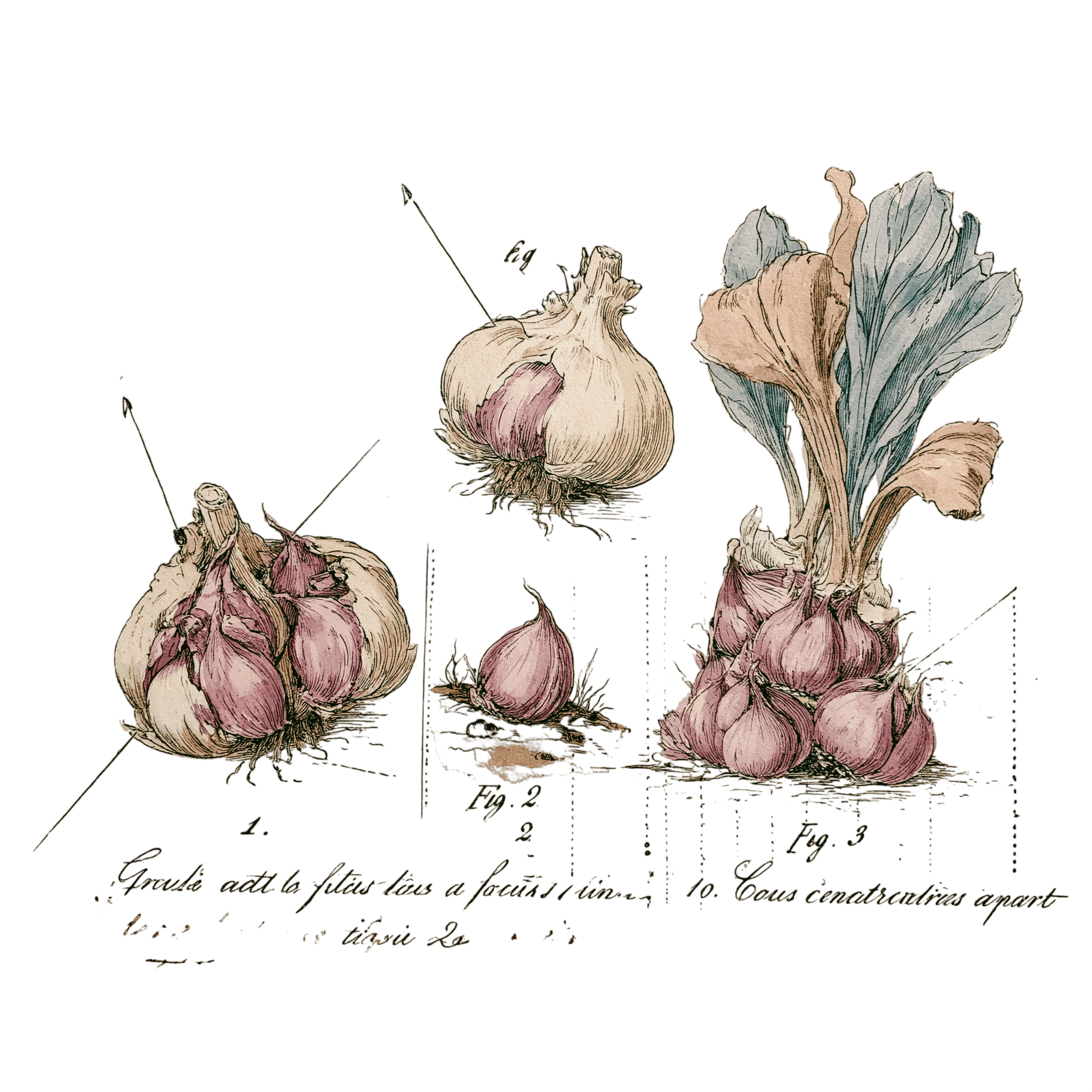 abricot2842_vintage_botanical_instructional_plate_from_an_ant_9d968b74-3546-4679-ad8c-61bd455f3ee8_3-Photoroom.png