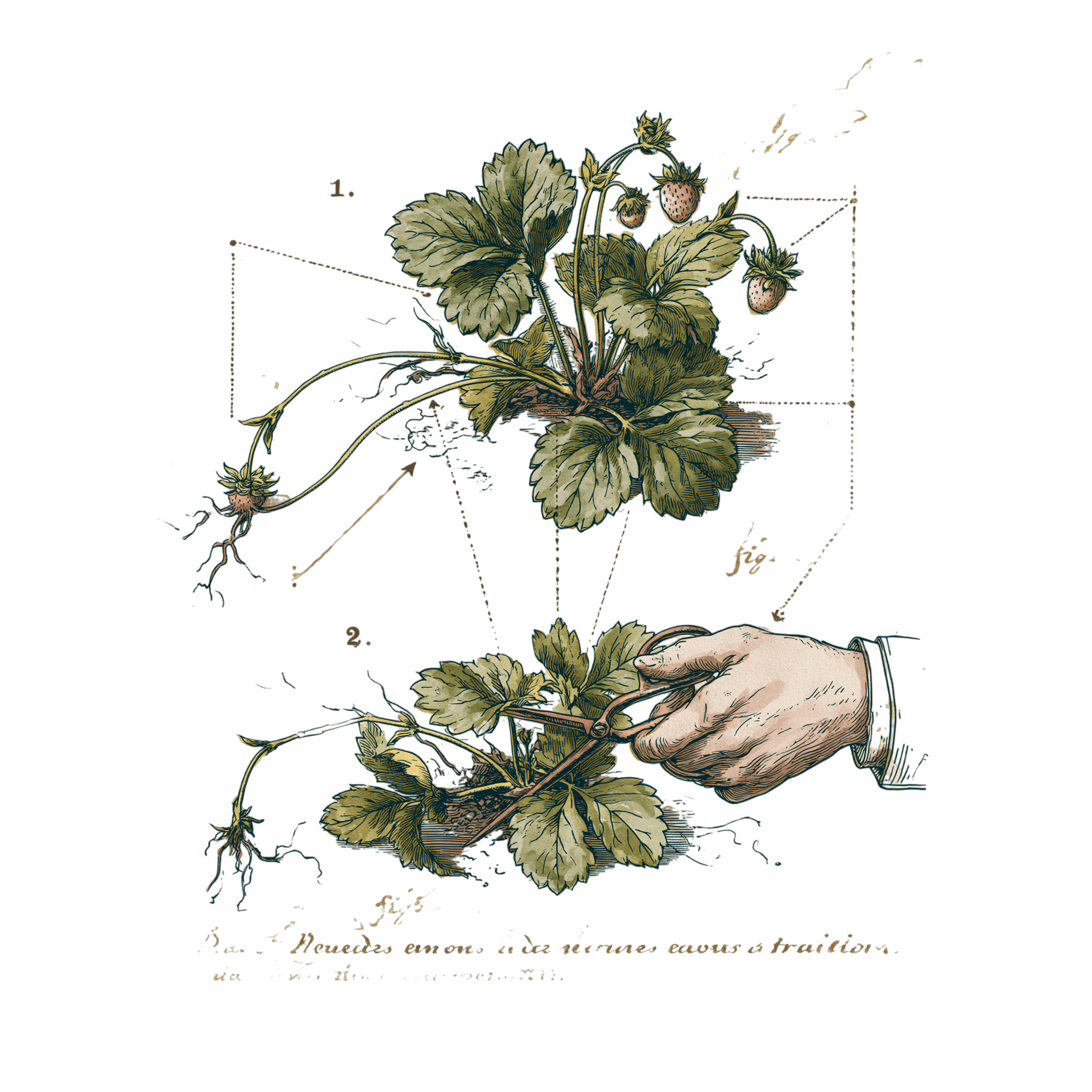 abricot2842_vintage_botanical_instructional_plate_from_an_ant_a2a8065f-a8f1-41fe-87f4-0342dda9cfa8_0-Photoroom.png