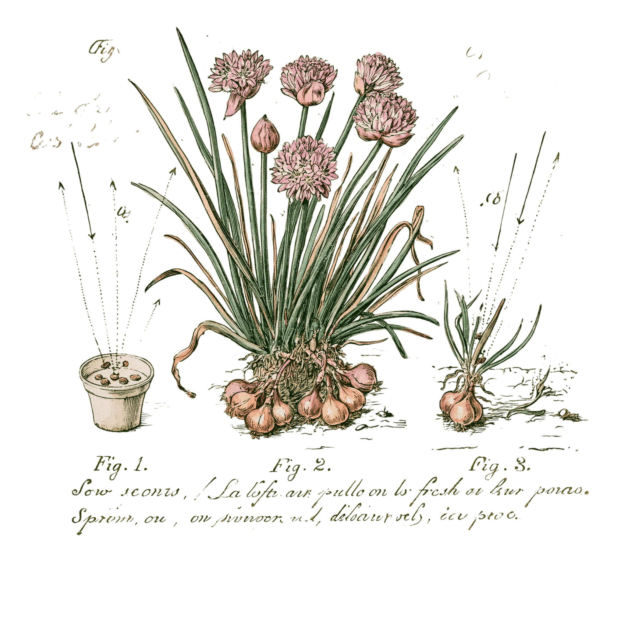 abricot2842_vintage_botanical_instructional_plate_from_an_ant_a77f6c5f-b475-41ca-89d2-a9a49fe69be9_1-Photoroom.png