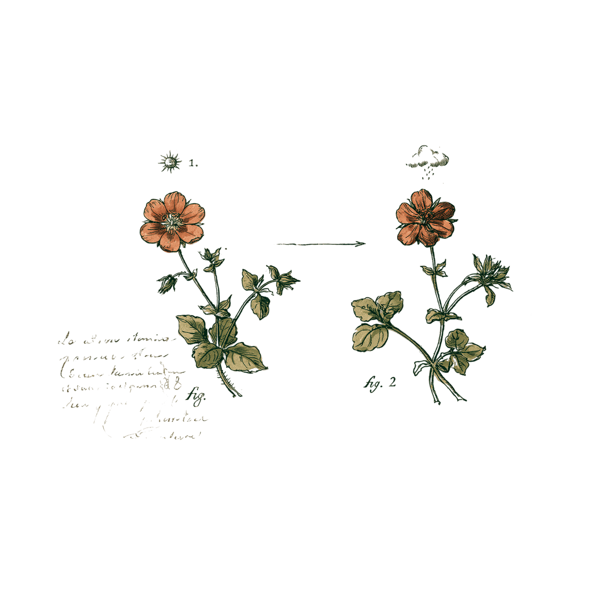 abricot2842_vintage_botanical_instructional_plate_from_an_ant_a89da39b-f25e-45e0-ac2d-4867c8a855a8_3-Photoroom.png