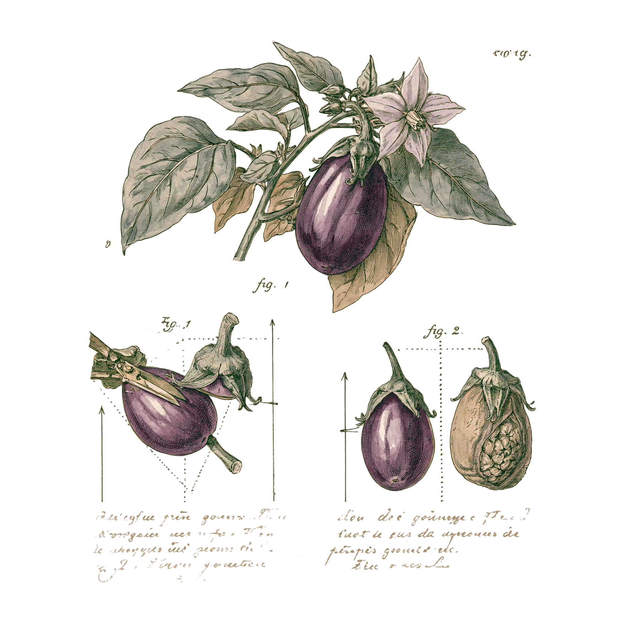 abricot2842_vintage_botanical_instructional_plate_from_an_ant_ae8cab4e-263a-4254-8e52-d9baf67b7628_2-Photoroom.png