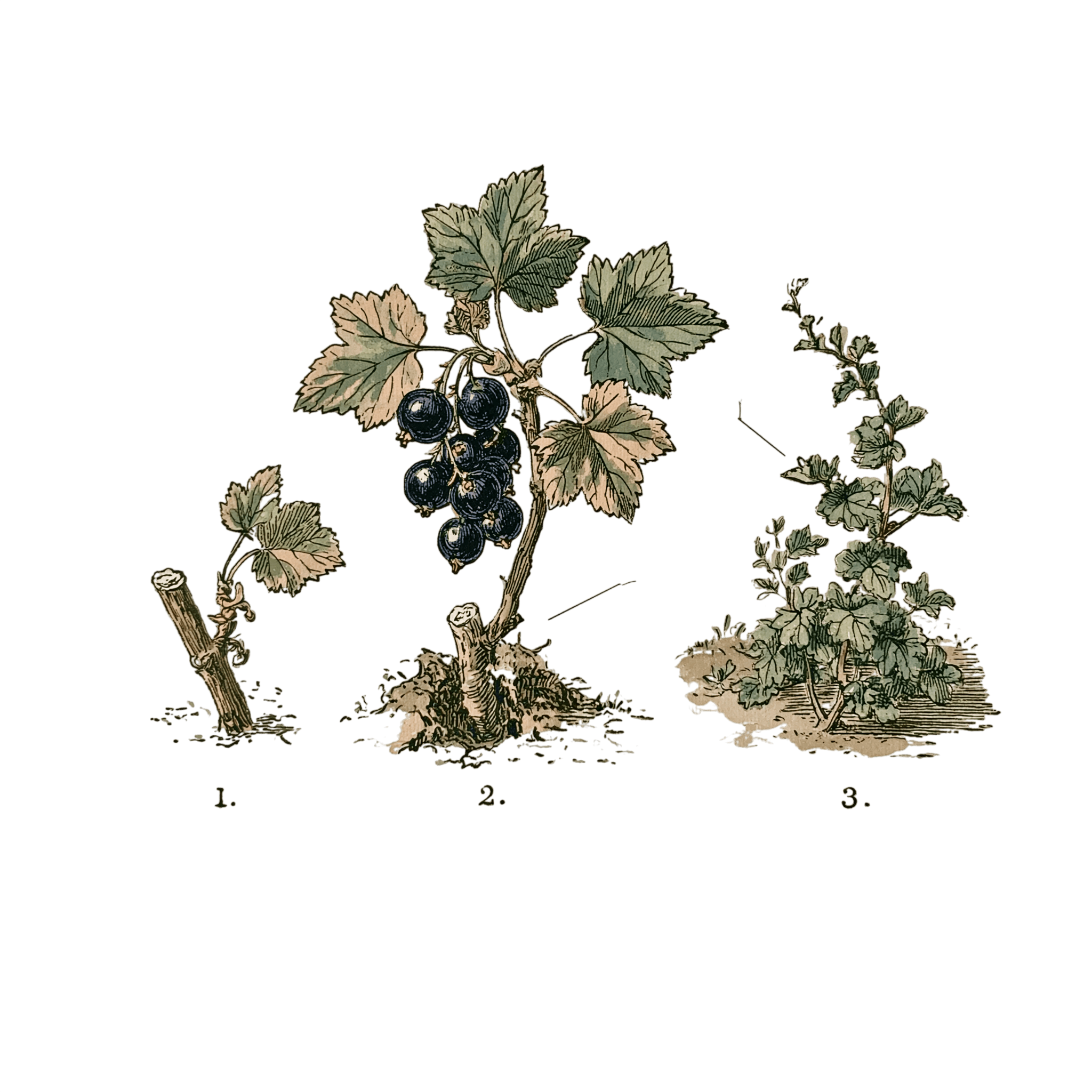 abricot2842_vintage_botanical_instructional_plate_from_an_ant_b1436299-36cd-424a-9405-3c503b19b3b1_1-Photoroom.png