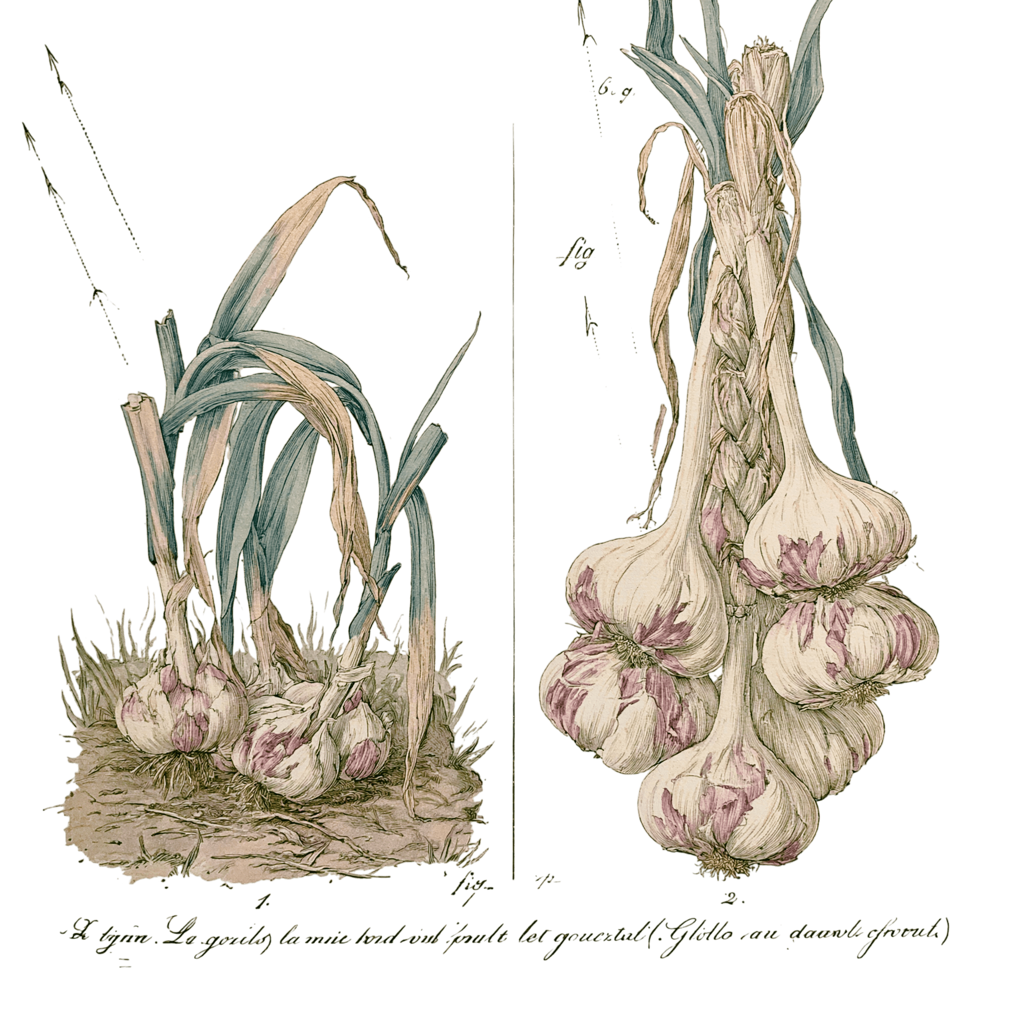 abricot2842_vintage_botanical_instructional_plate_from_an_ant_b2d0d0ed-a66f-4ef7-b213-bab7b4516429_3-Photoroom.png