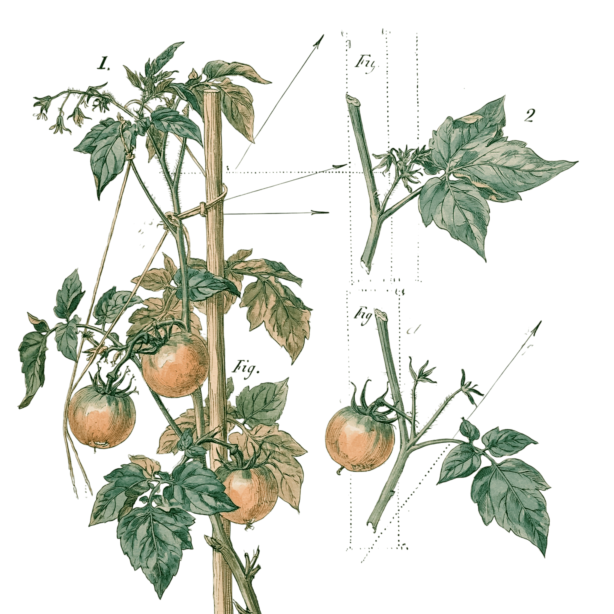 abricot2842_vintage_botanical_instructional_plate_from_an_ant_be0d8fb8-696c-417a-84cb-e7959b84263a_0-Photoroom.png