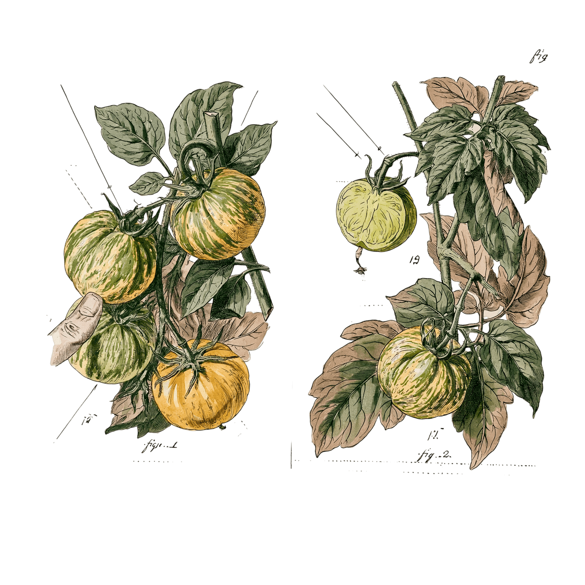 abricot2842_vintage_botanical_instructional_plate_from_an_ant_c4d17cd6-9d99-4998-8190-ed9c9408a26b_3-Photoroom.png