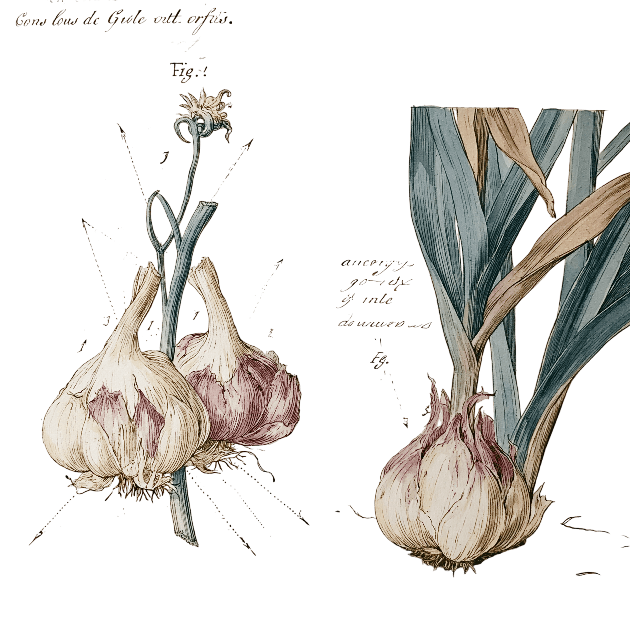 abricot2842_vintage_botanical_instructional_plate_from_an_ant_c776e5cd-d9be-446b-a497-60d7a2ac7932_3-Photoroom.png