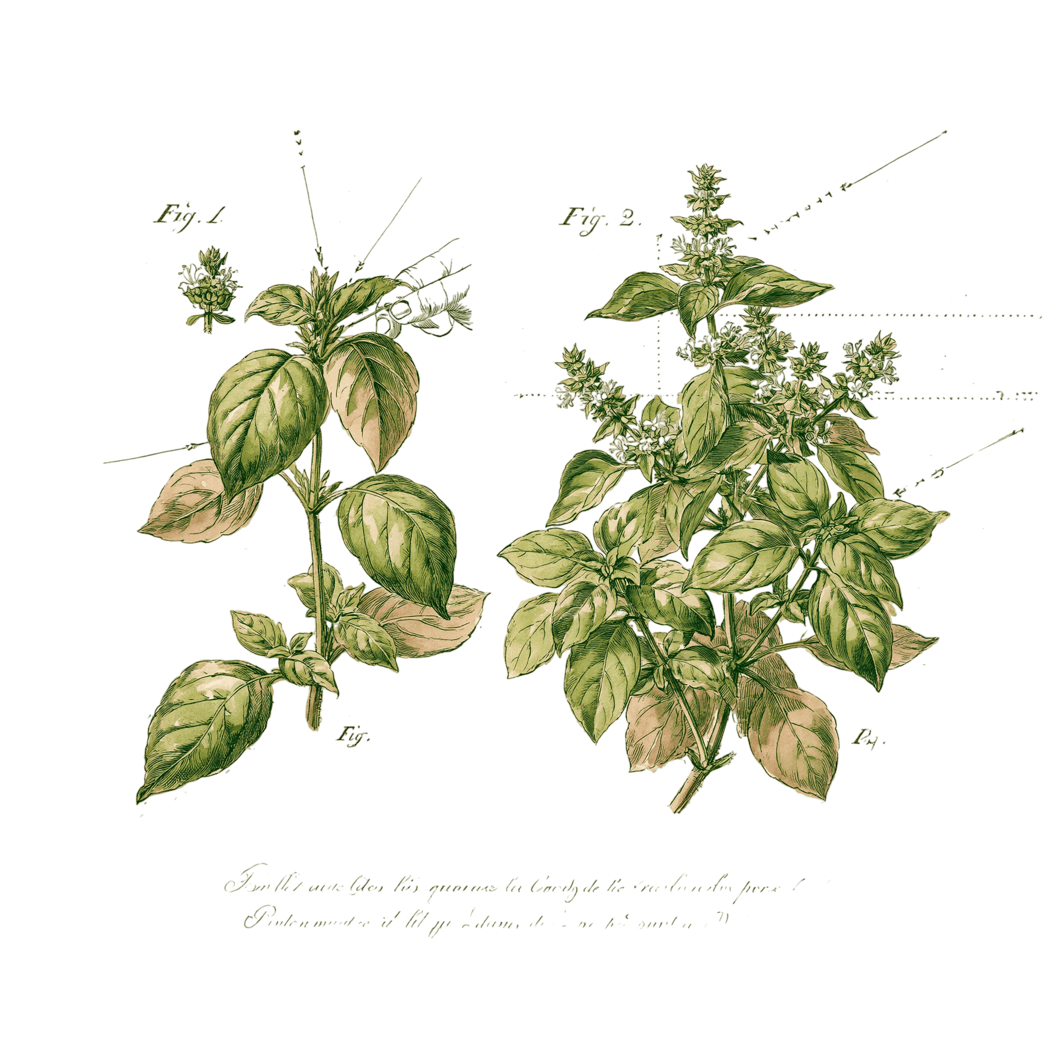 abricot2842_vintage_botanical_instructional_plate_from_an_ant_c9bf3c2b-d726-4290-9428-e3d91cebc058_3-Photoroom.png