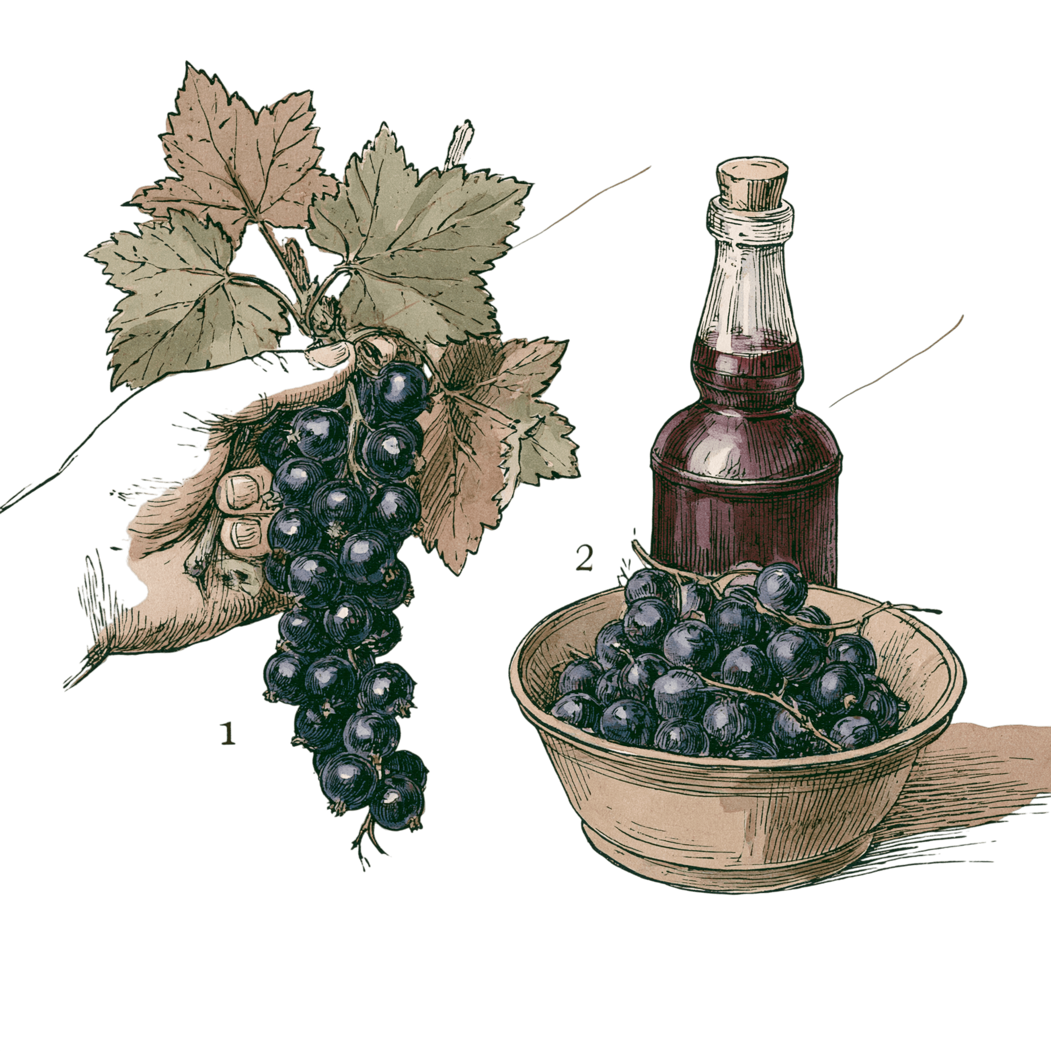 abricot2842_vintage_botanical_instructional_plate_from_an_ant_c9fbaf47-46ee-45a0-81c7-317e8c2feab9_1-Photoroom.png