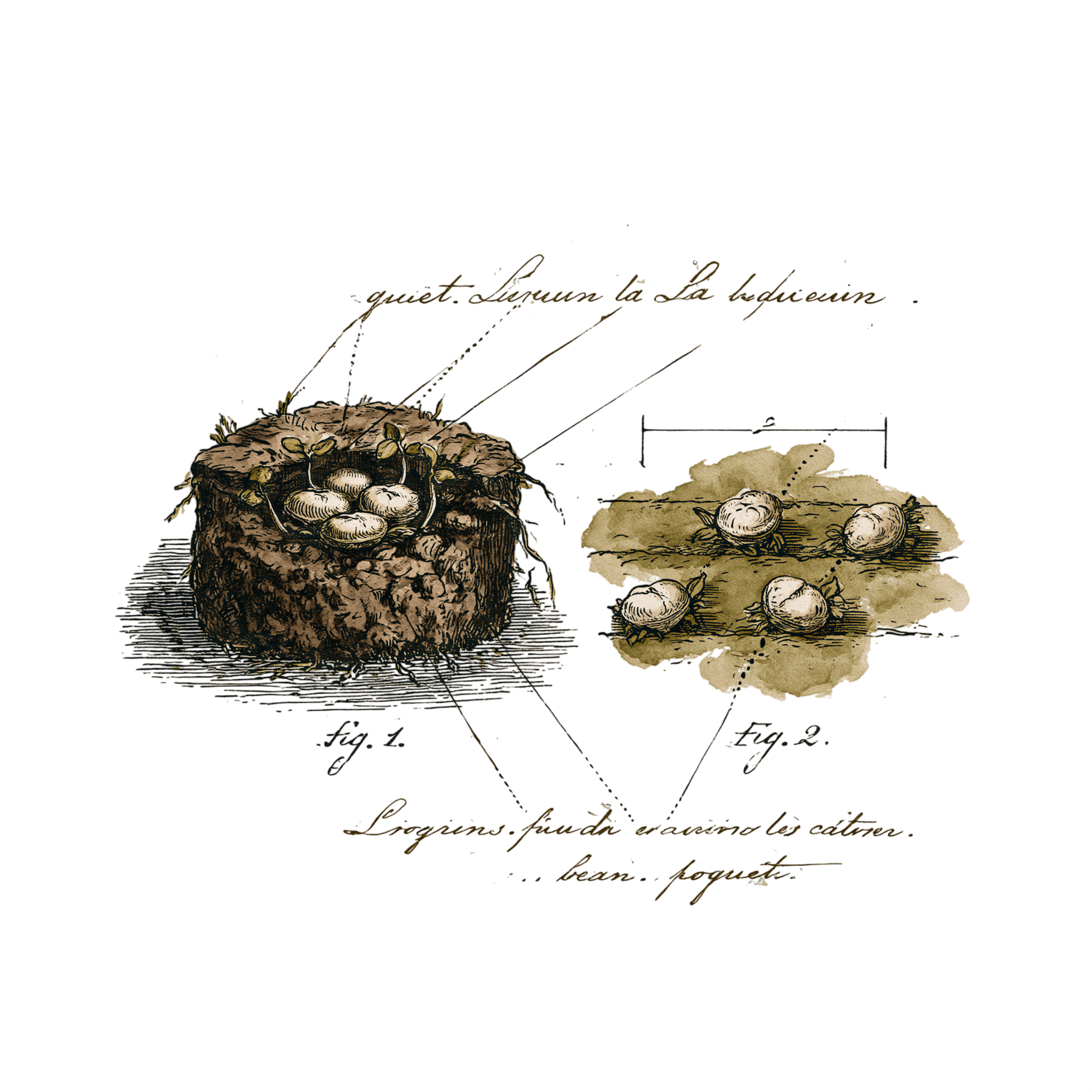 abricot2842_vintage_botanical_instructional_plate_from_an_ant_cb88c45f-bb9b-4550-b1f6-bf17227e648e_0-Photoroom.png