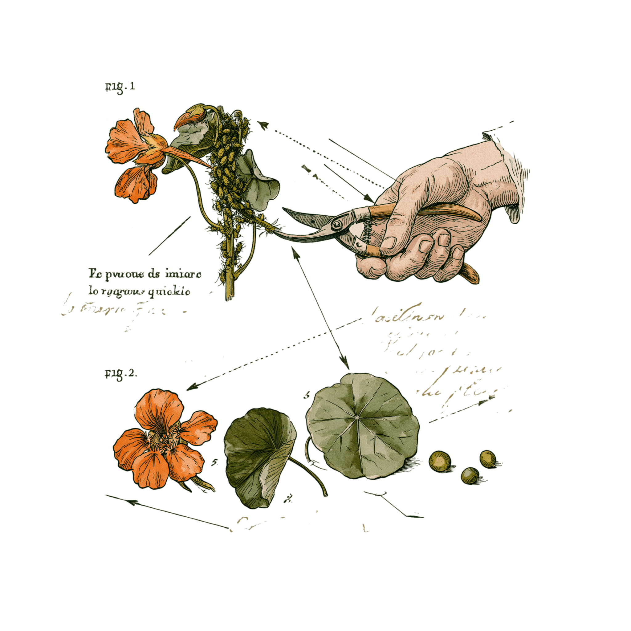 abricot2842_vintage_botanical_instructional_plate_from_an_ant_ceae8a7c-b76a-48f3-9ac2-23a85a1f2786_1-Photoroom.png