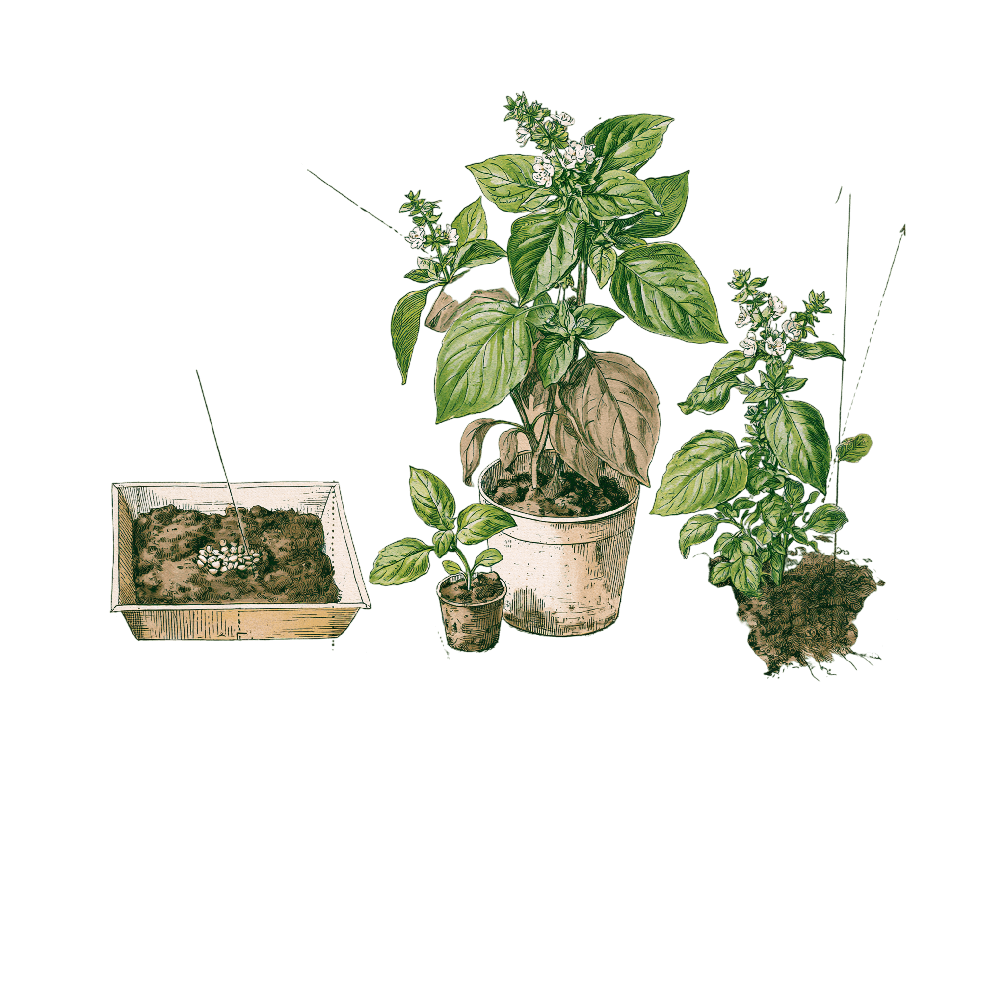 abricot2842_vintage_botanical_instructional_plate_from_an_ant_d48a3a84-a955-4f58-b1df-d47ed1adfd47_0-Photoroom.png