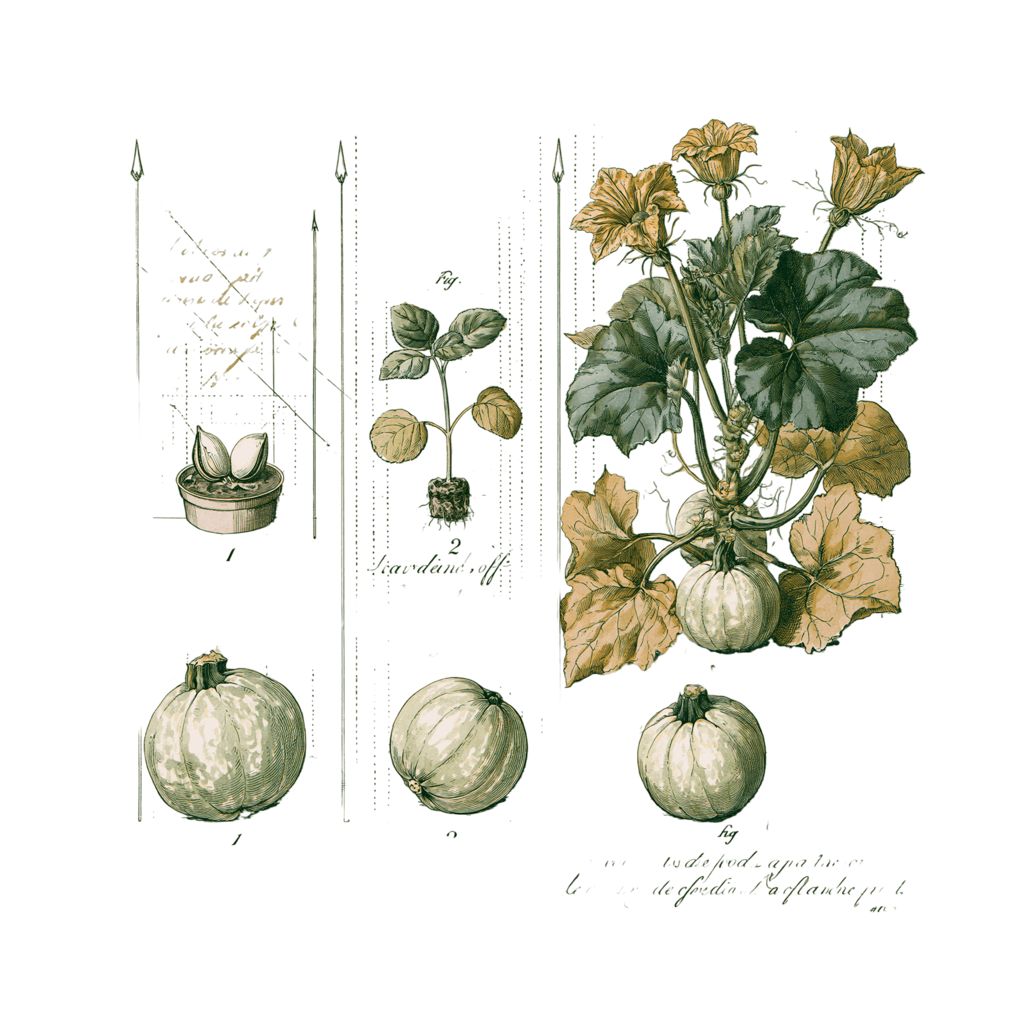 abricot2842_vintage_botanical_instructional_plate_from_an_ant_d674e700-ded0-4d7a-b898-c64b05d334e5_2-Photoroom.png