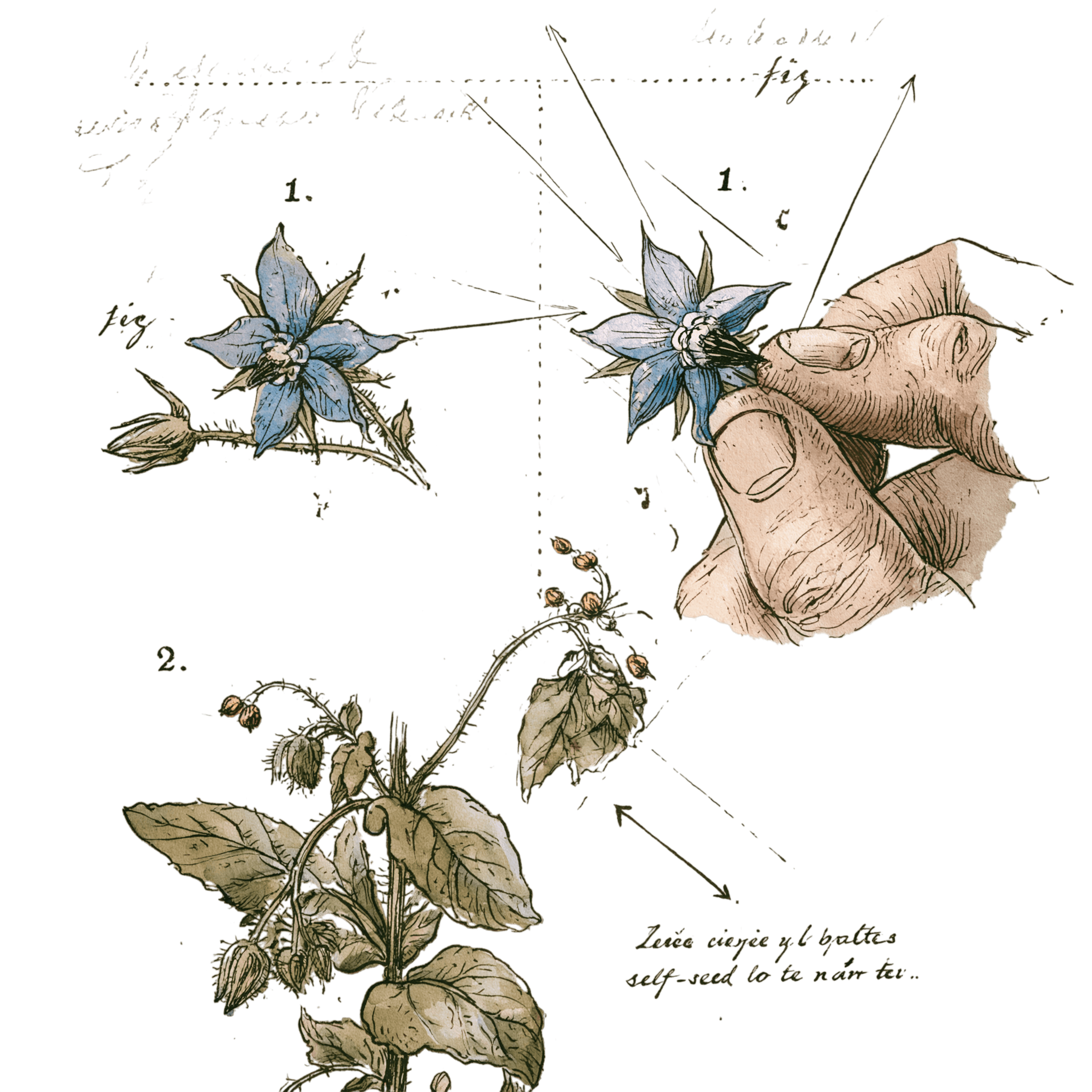 abricot2842_vintage_botanical_instructional_plate_from_an_ant_d754413a-72dd-4957-8751-3e9e184bb320_1-Photoroom.png