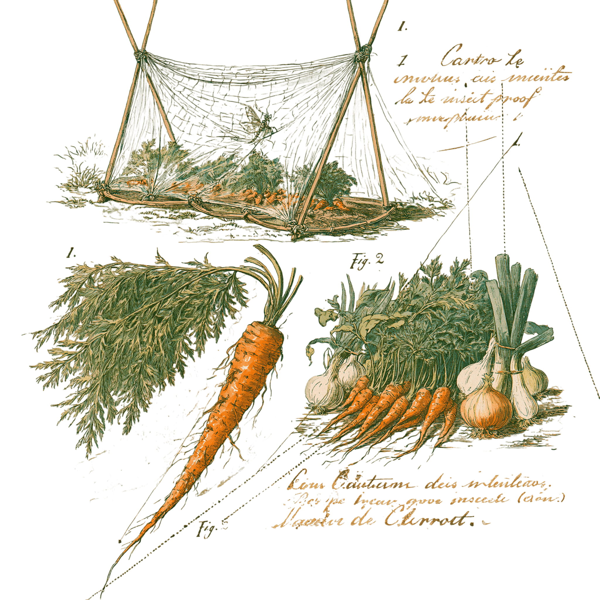 abricot2842_vintage_botanical_instructional_plate_from_an_ant_dd0fe838-3a51-4176-90d2-a345c91d7de5_2-Photoroom.png