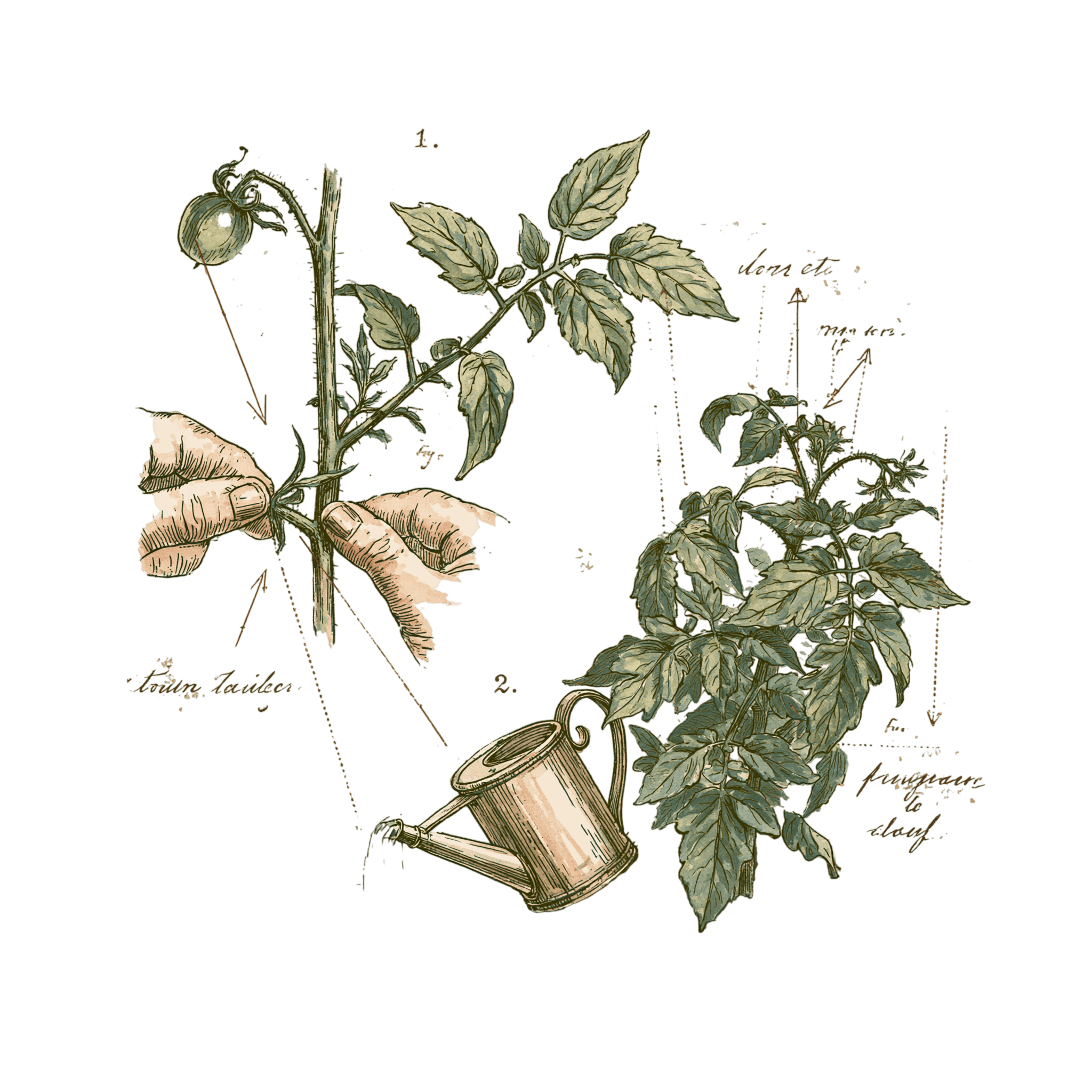 abricot2842_vintage_botanical_instructional_plate_from_an_ant_e1b7056e-0ed1-432a-a2ef-e19e5f6c8c87_1-Photoroom.png