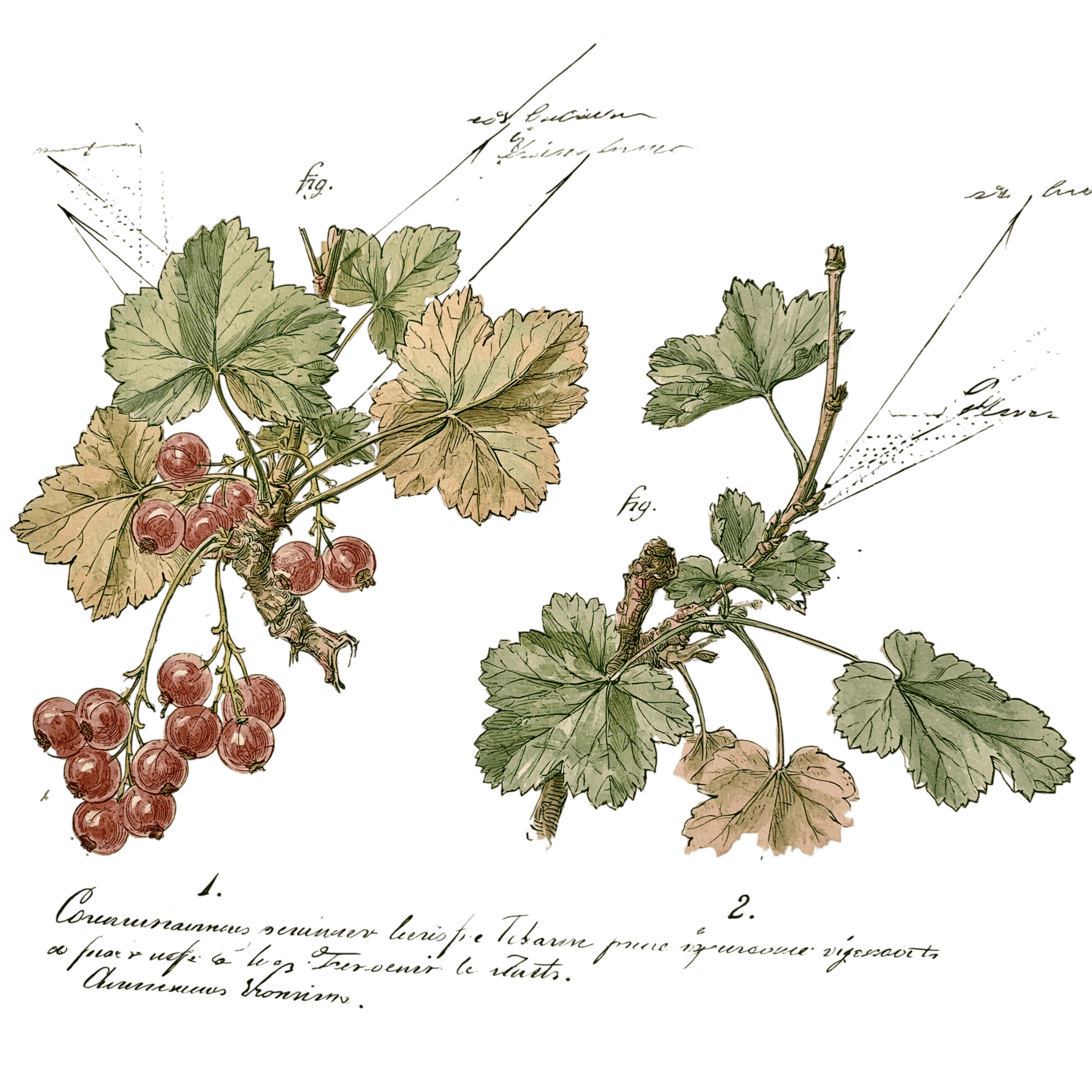 abricot2842_vintage_botanical_instructional_plate_from_an_ant_eb387da4-c6da-4de2-9426-0d1585e3d4ef_3-Photoroom.png