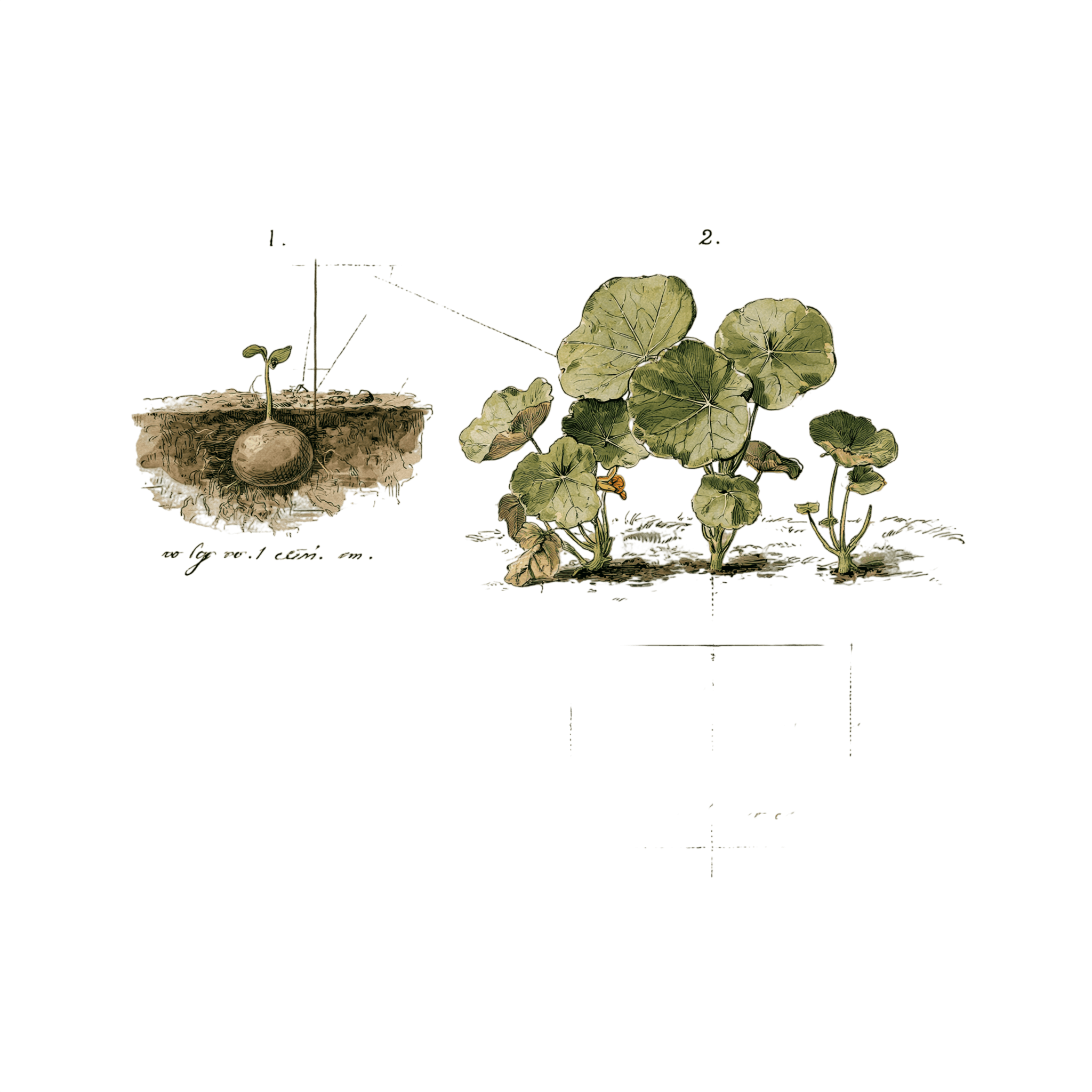 abricot2842_vintage_botanical_instructional_plate_from_an_ant_ef4ddef1-8584-4e4f-adf2-51d90e3a2098_0-Photoroom.png